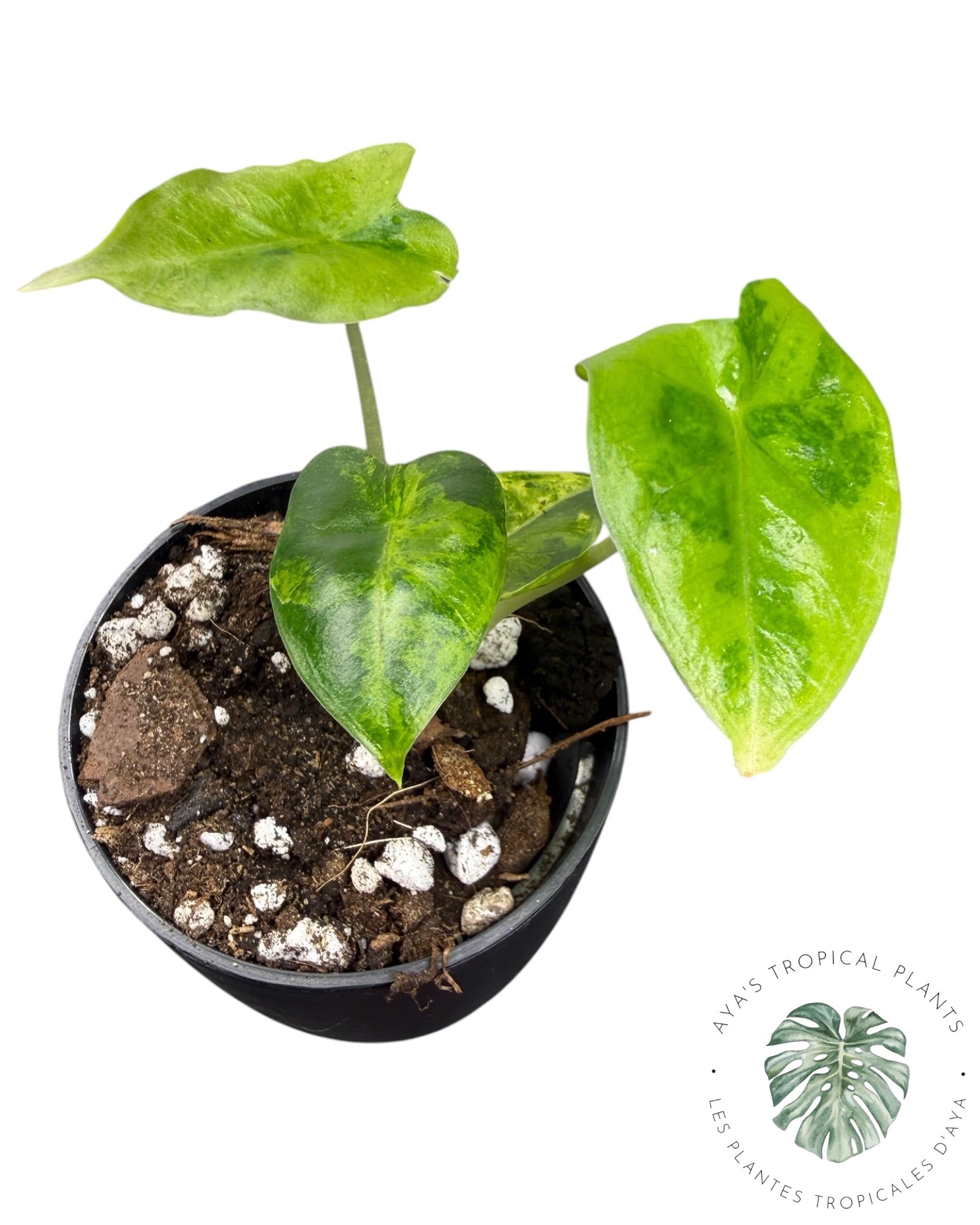 Alocasia Frydek Aurea Variegated