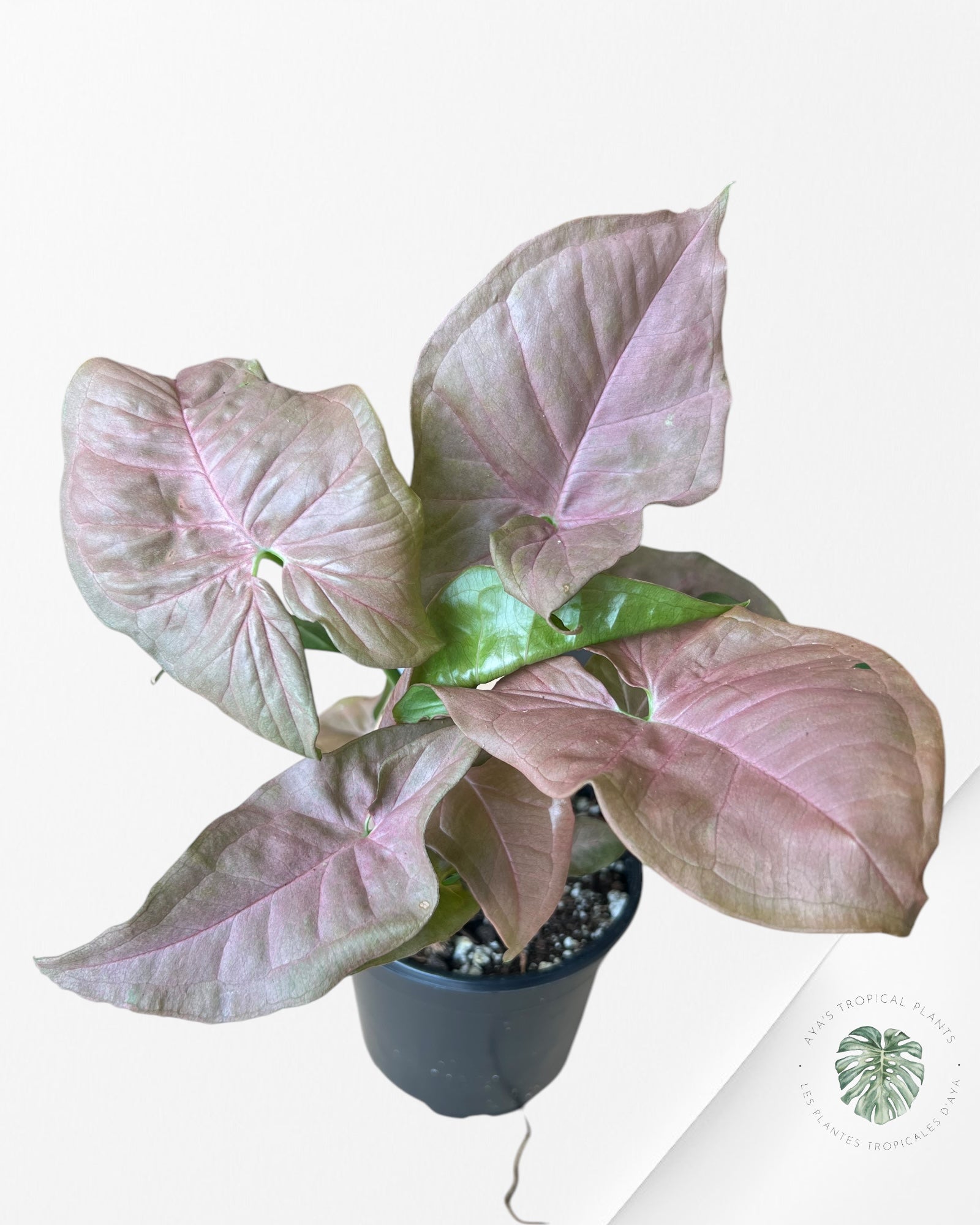 Syngonium 'Neon Robusta F