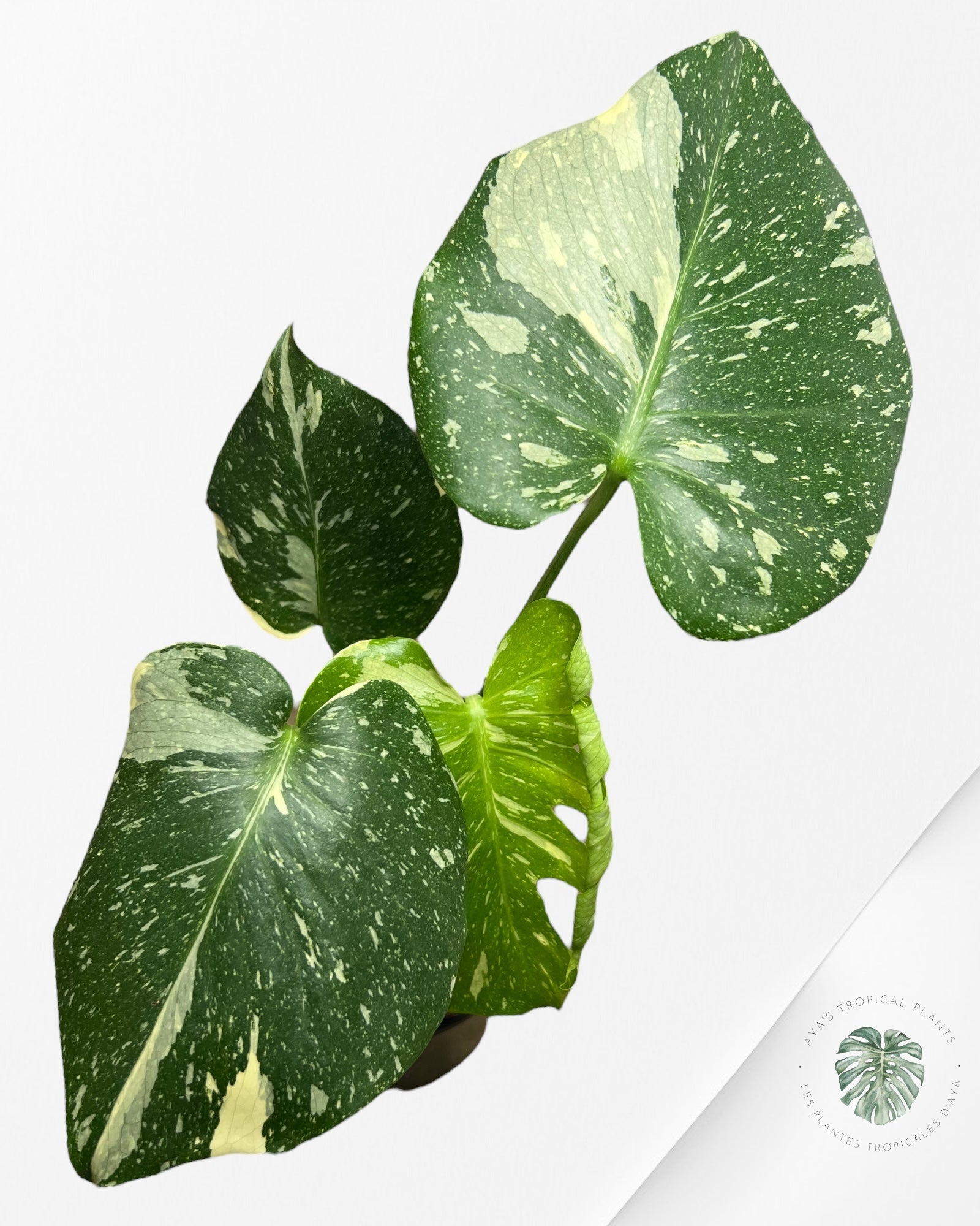 Monstera Thai Constellation-MTC4