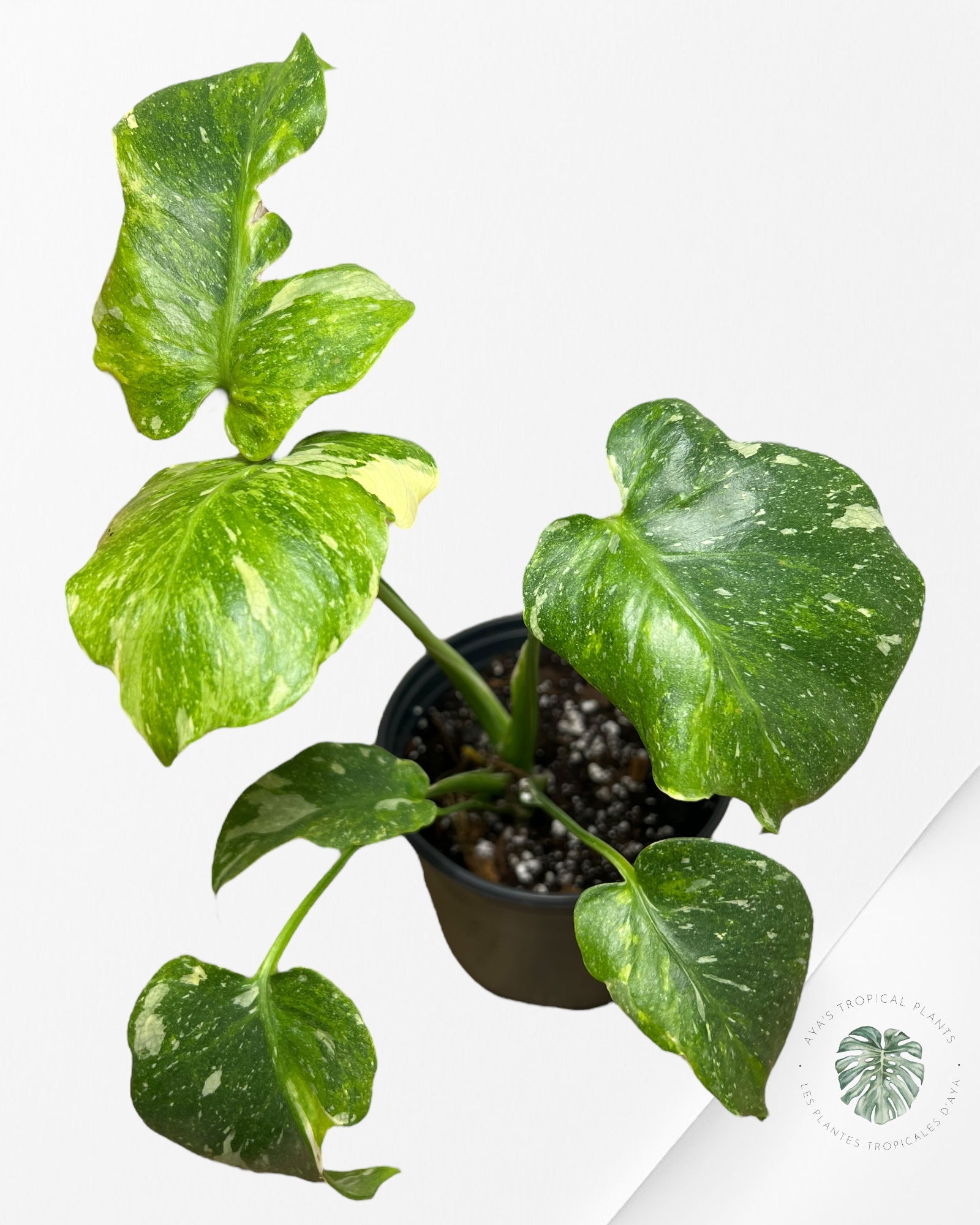 Monstera Miracle Tricolor -MTT220