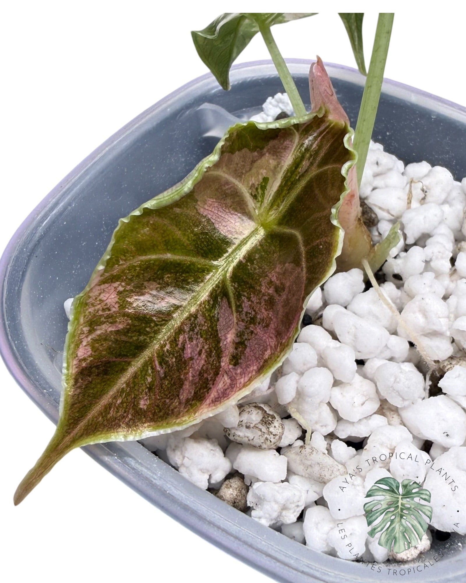 Alocasia Azlanii Pink Variegated