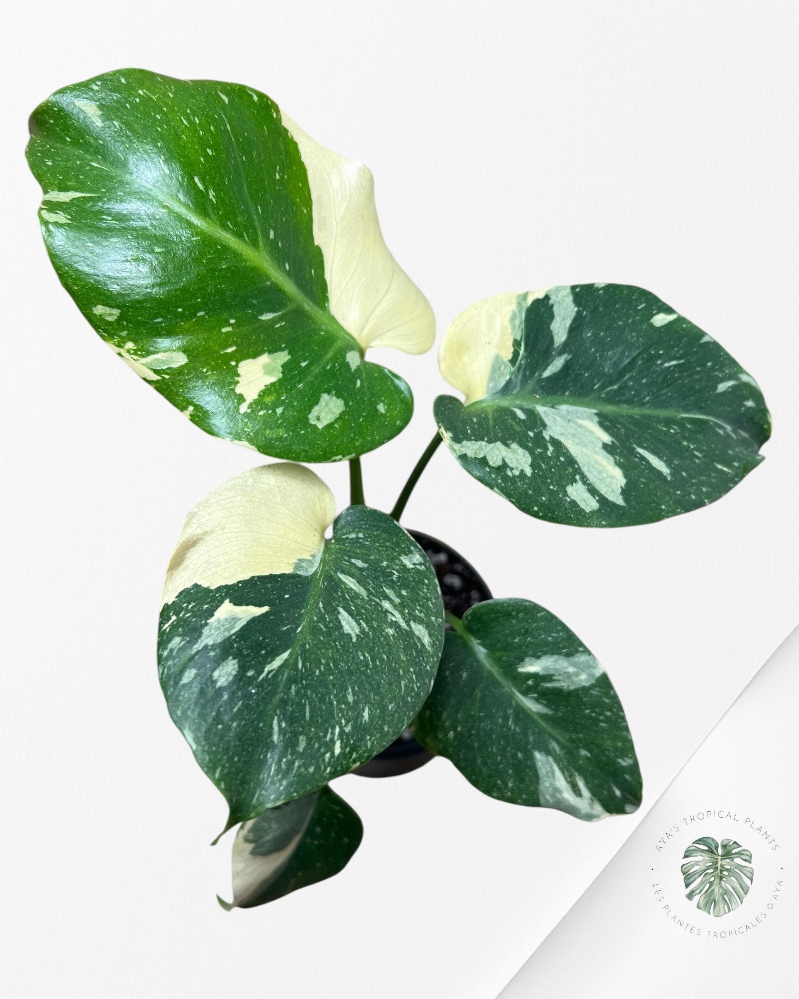 Monstera Thai Constellation-MTC13