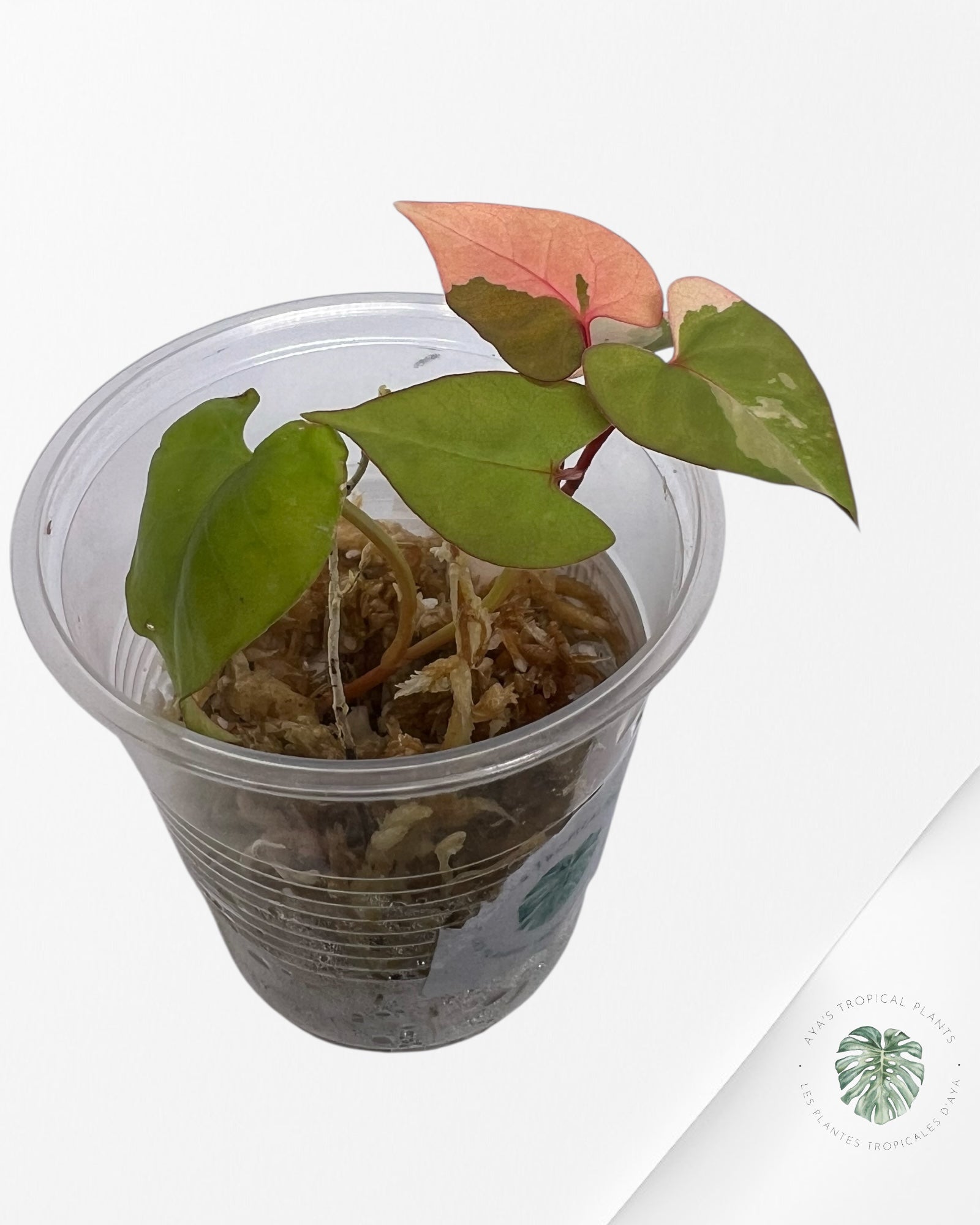Fallopia multiflora Variegated - 27