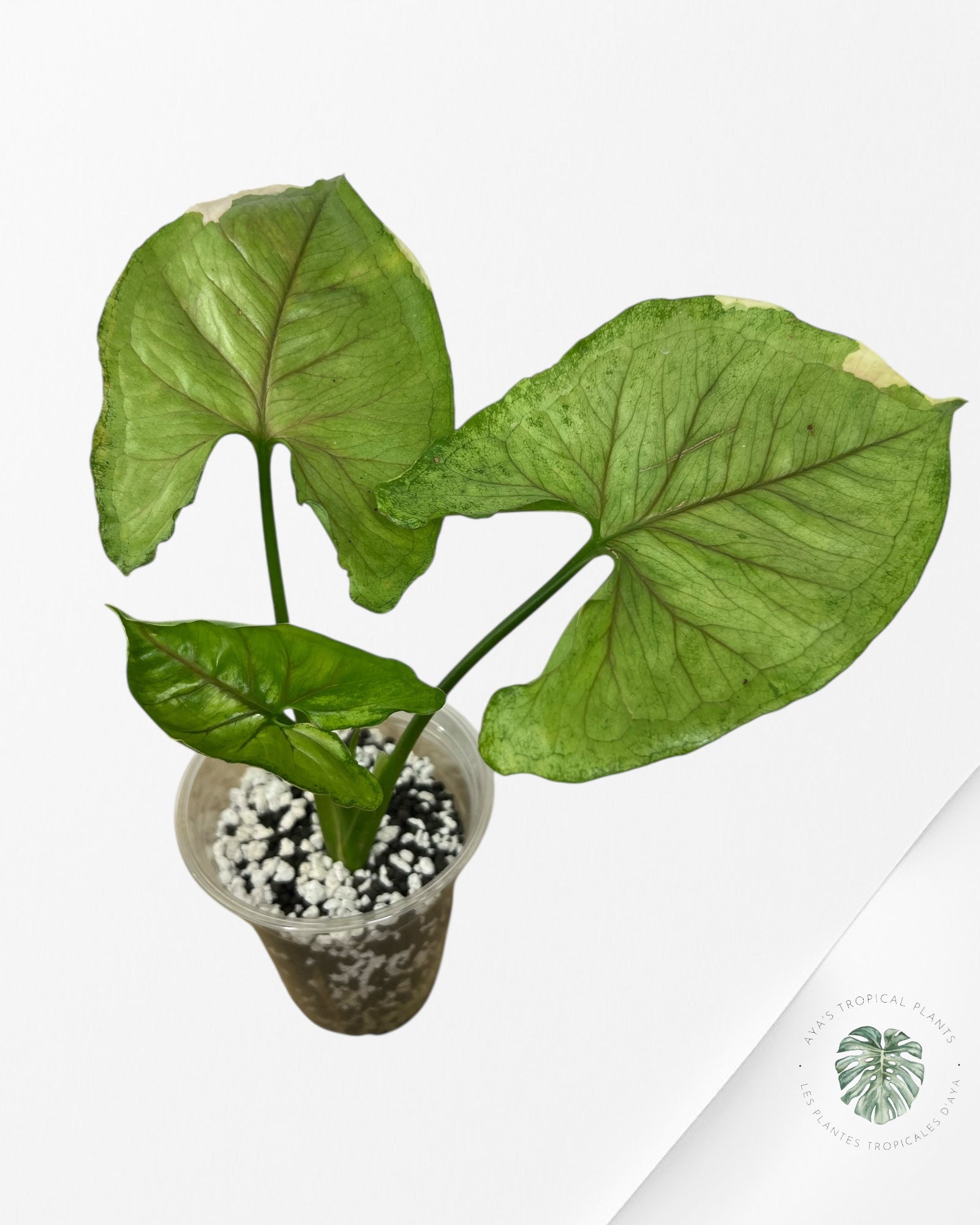 Syngonium Orm Thong-LA