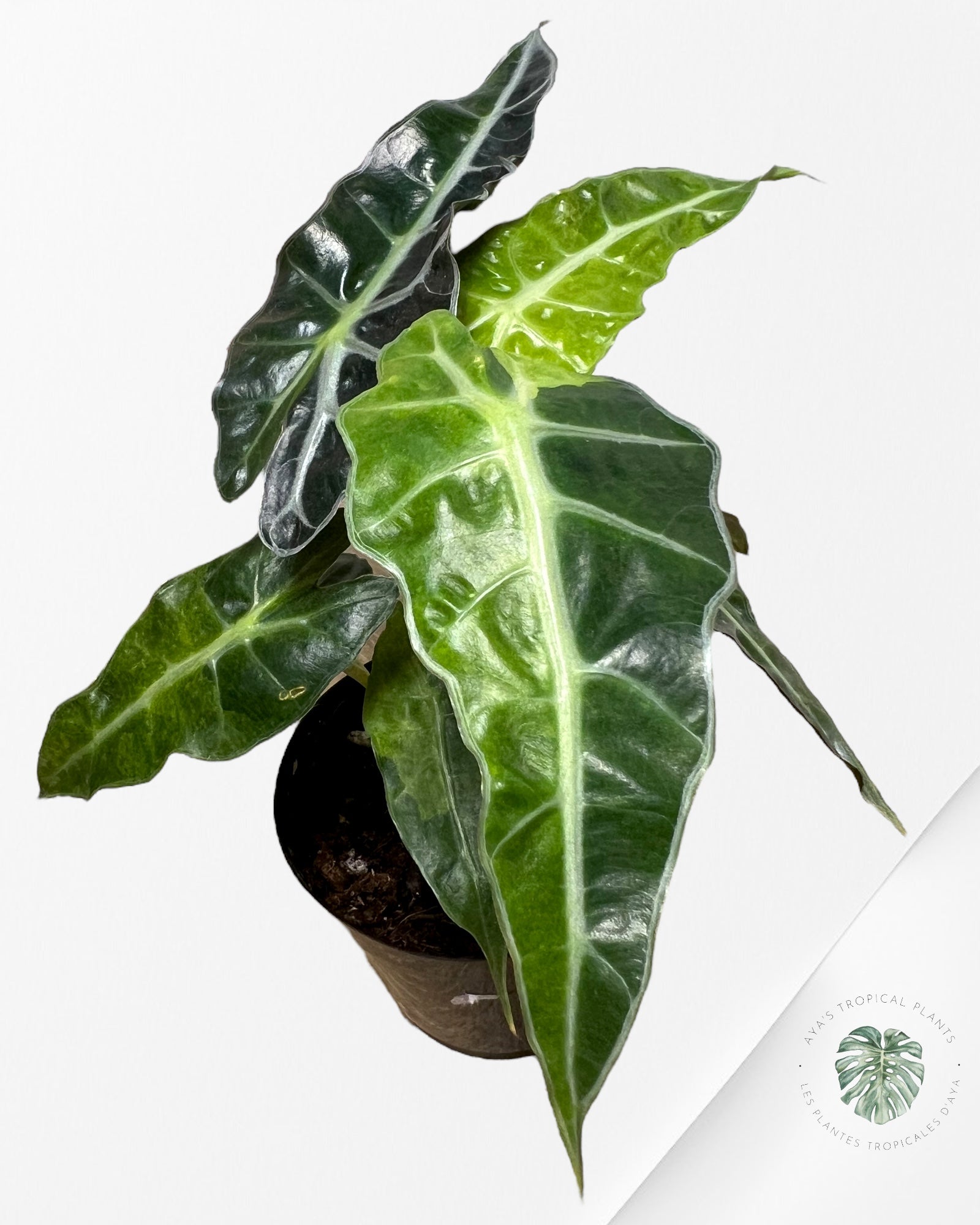 Alocasia Amazonica Polly Variagated-A