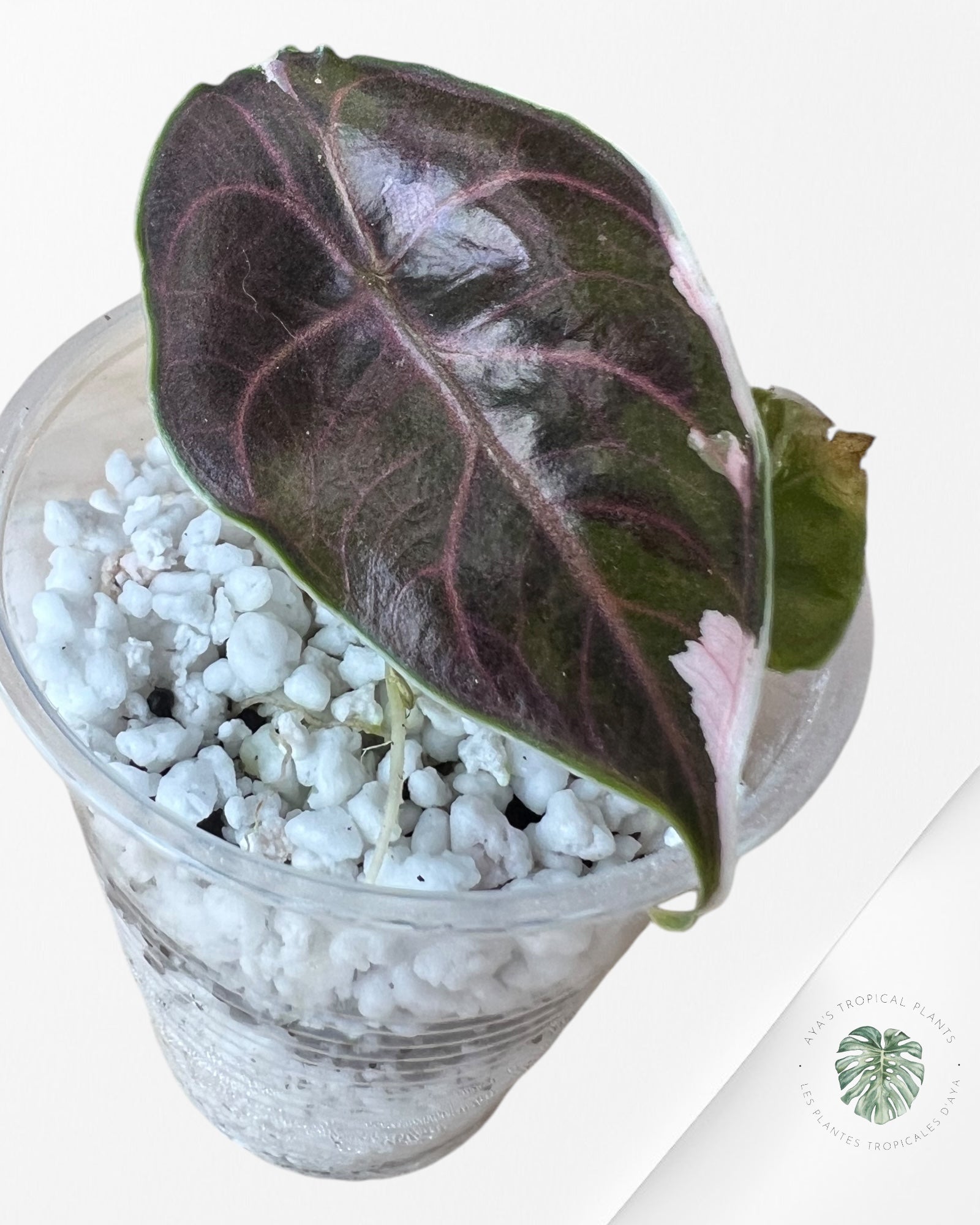 Alocasia Azlanii variegated-ASV1