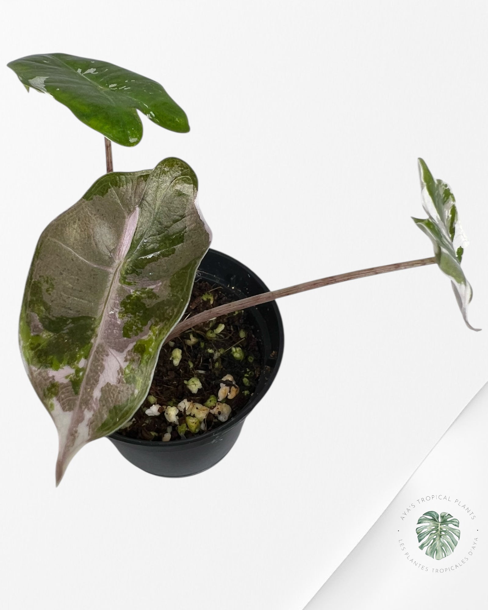 Alocasia Pseudo Sanderiana Albo/Pink - Q