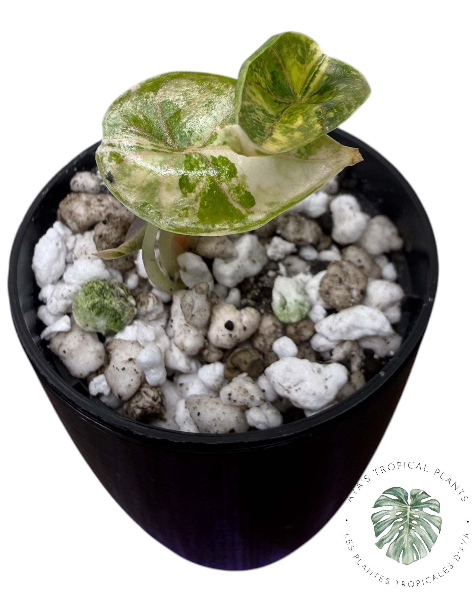 Alocasia Azlanii Gold / Aurea
