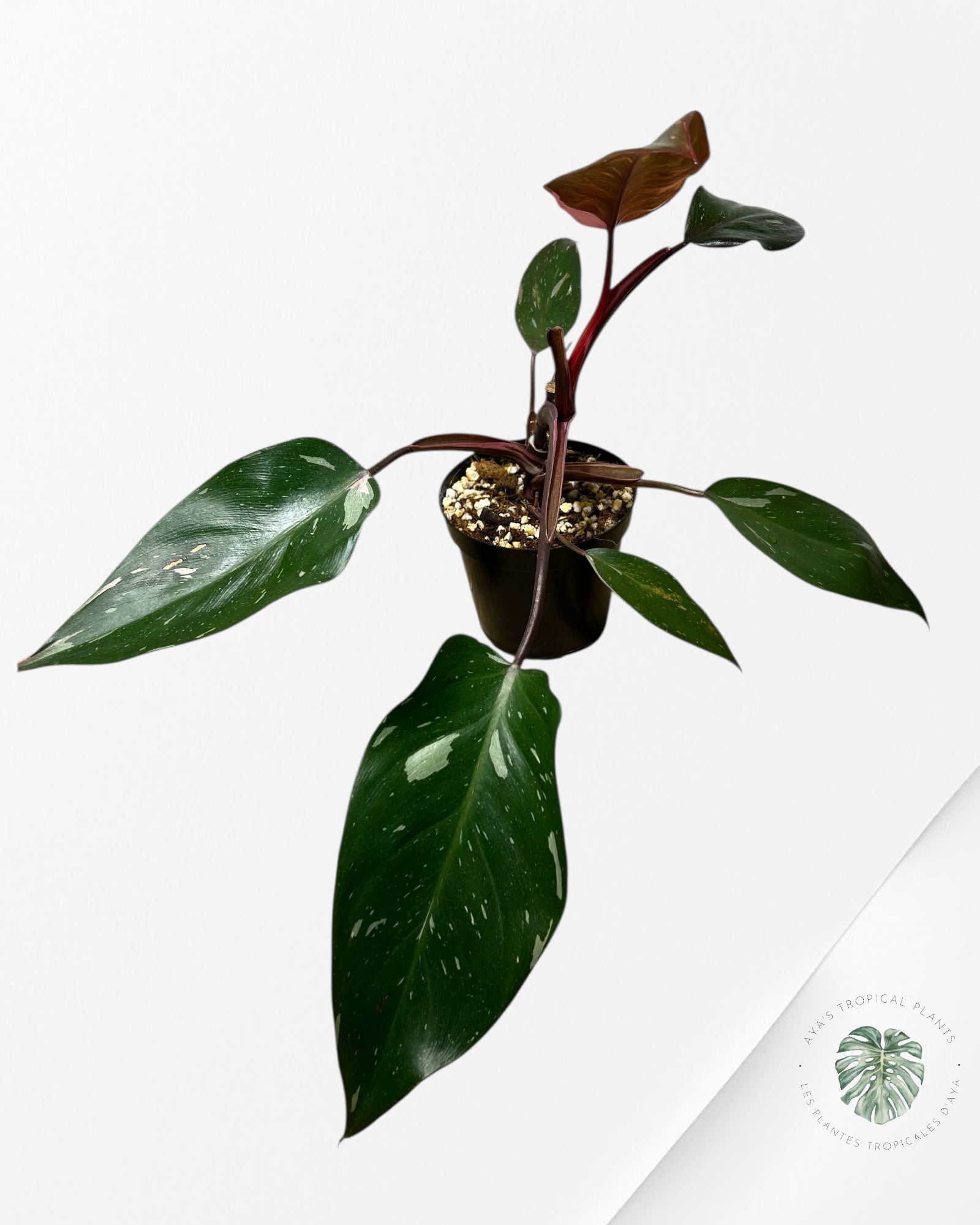Philodendron 'Pink Princess' Marble King - I