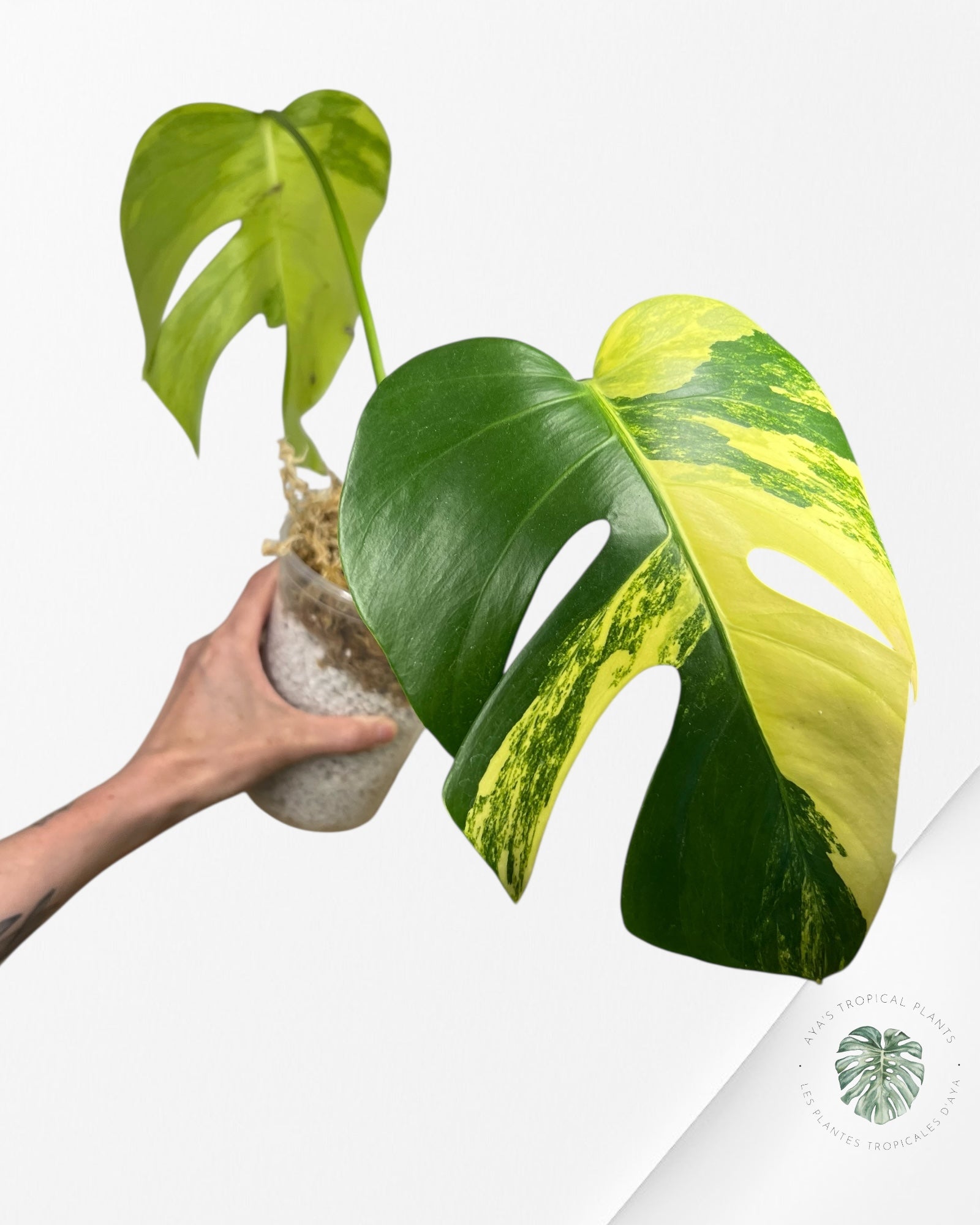 Monstera Aurea - CP3