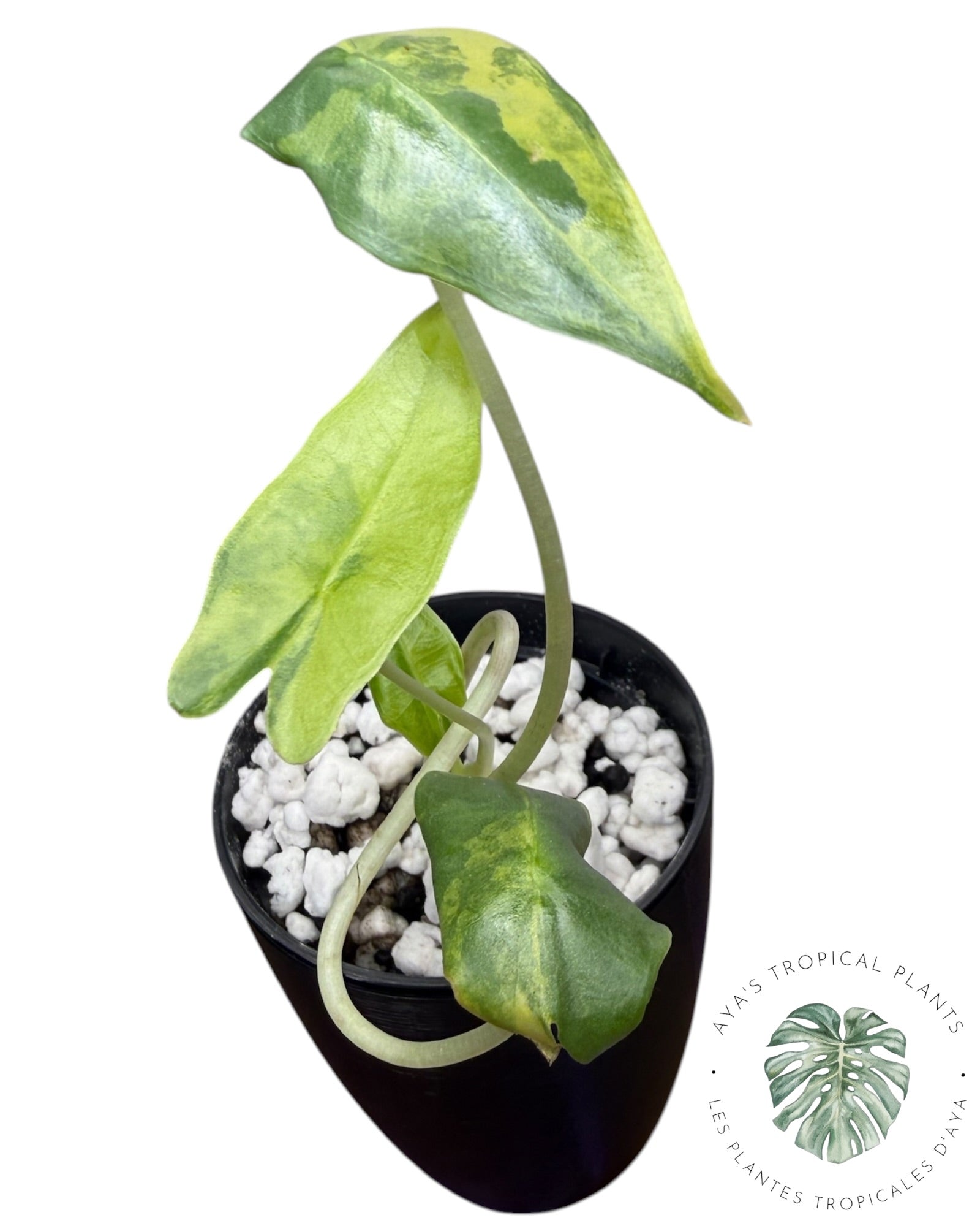 Alocasia Sarian Aurea