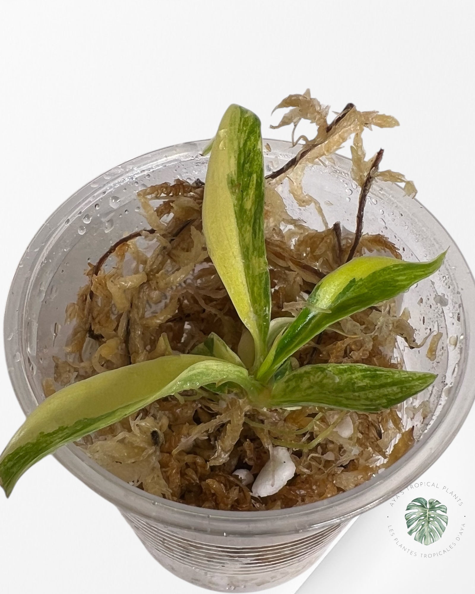 Philodendron Tortum Variegated - TC2