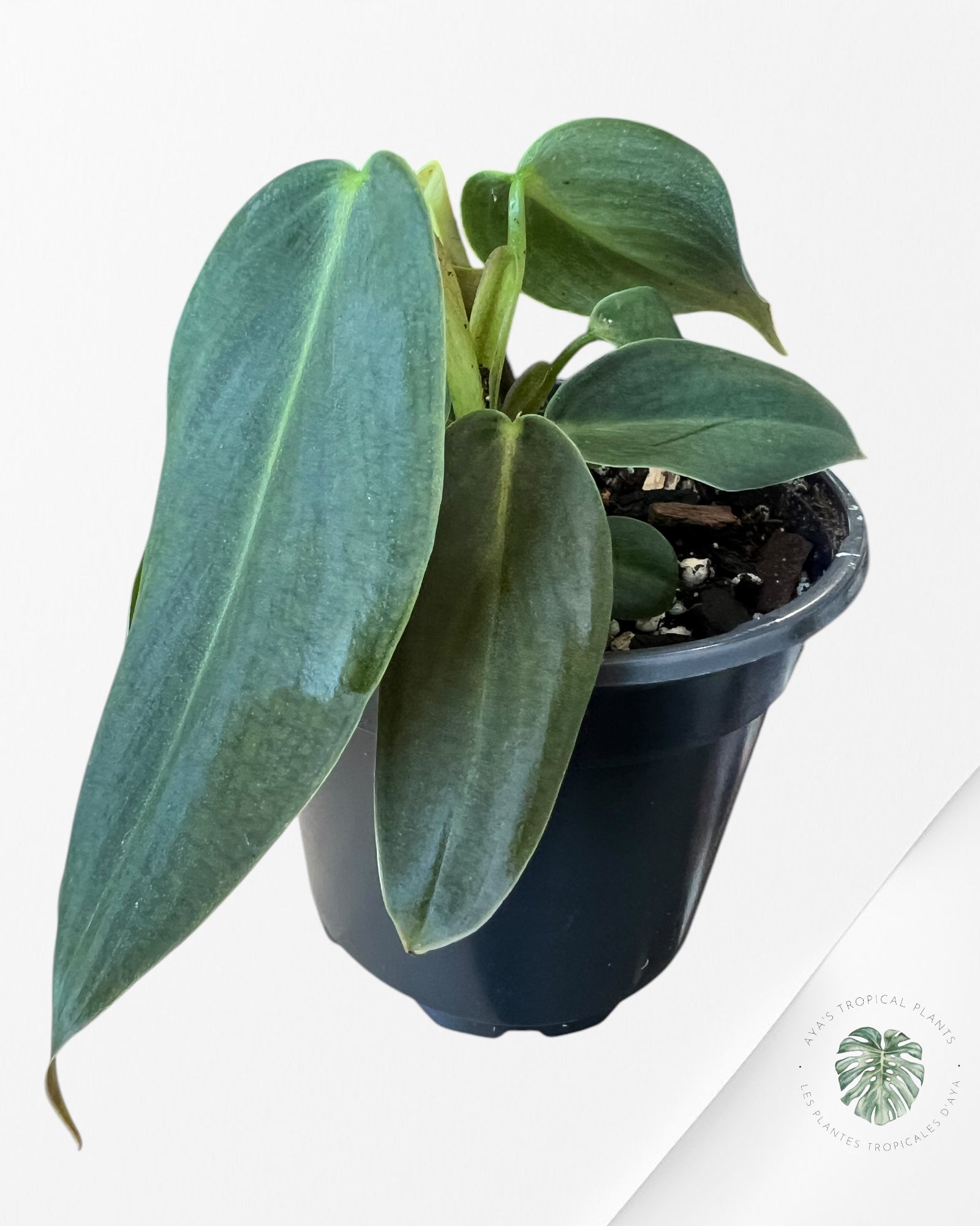 Philodendron Gigas -E