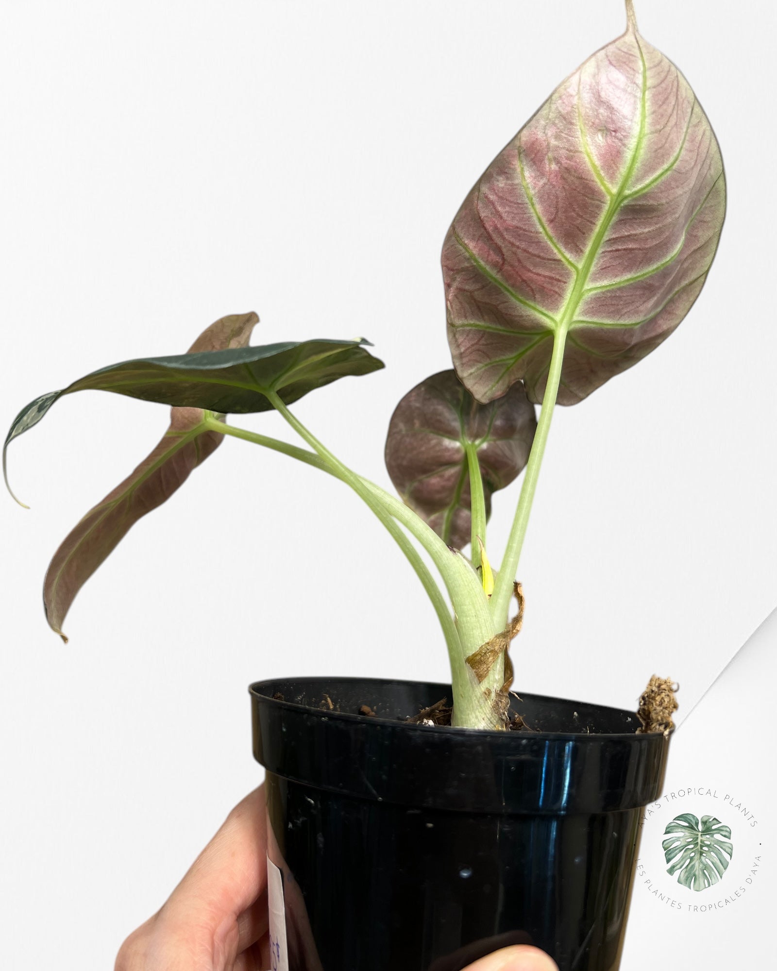 Alocasia Black Velvet Pink-E