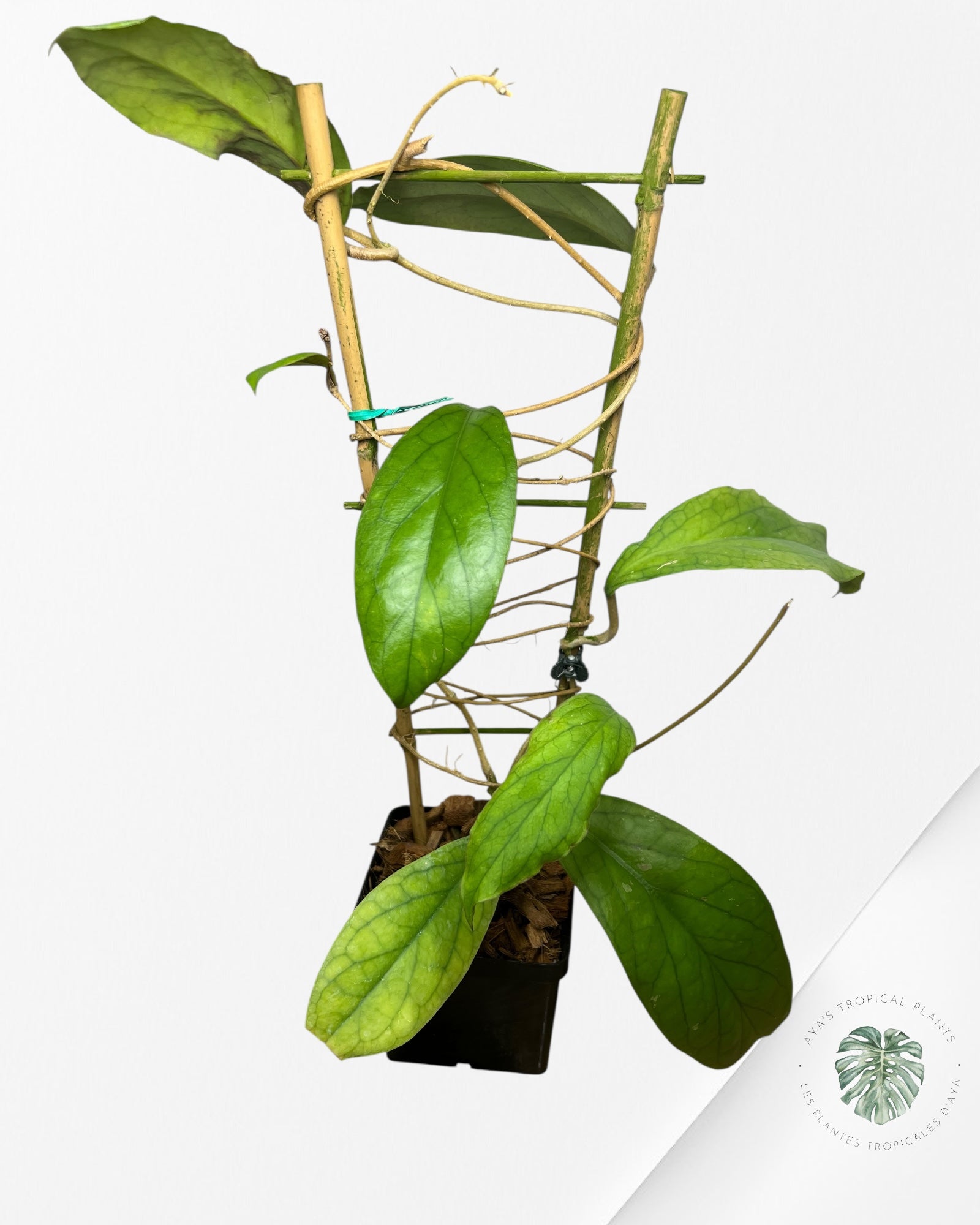 Hoya vitellinoides - F2