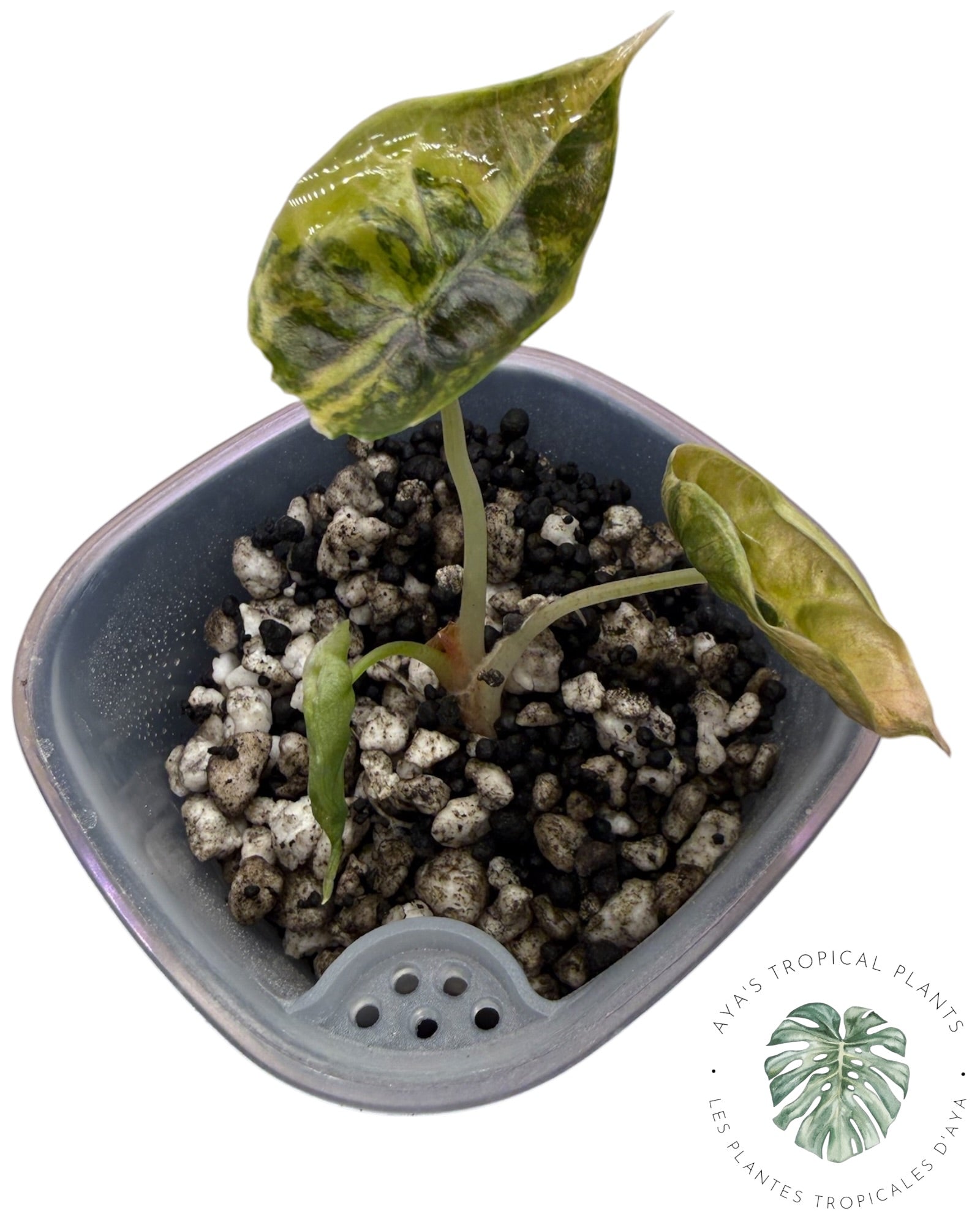 Alocasia Azlanii Gold / Aurea