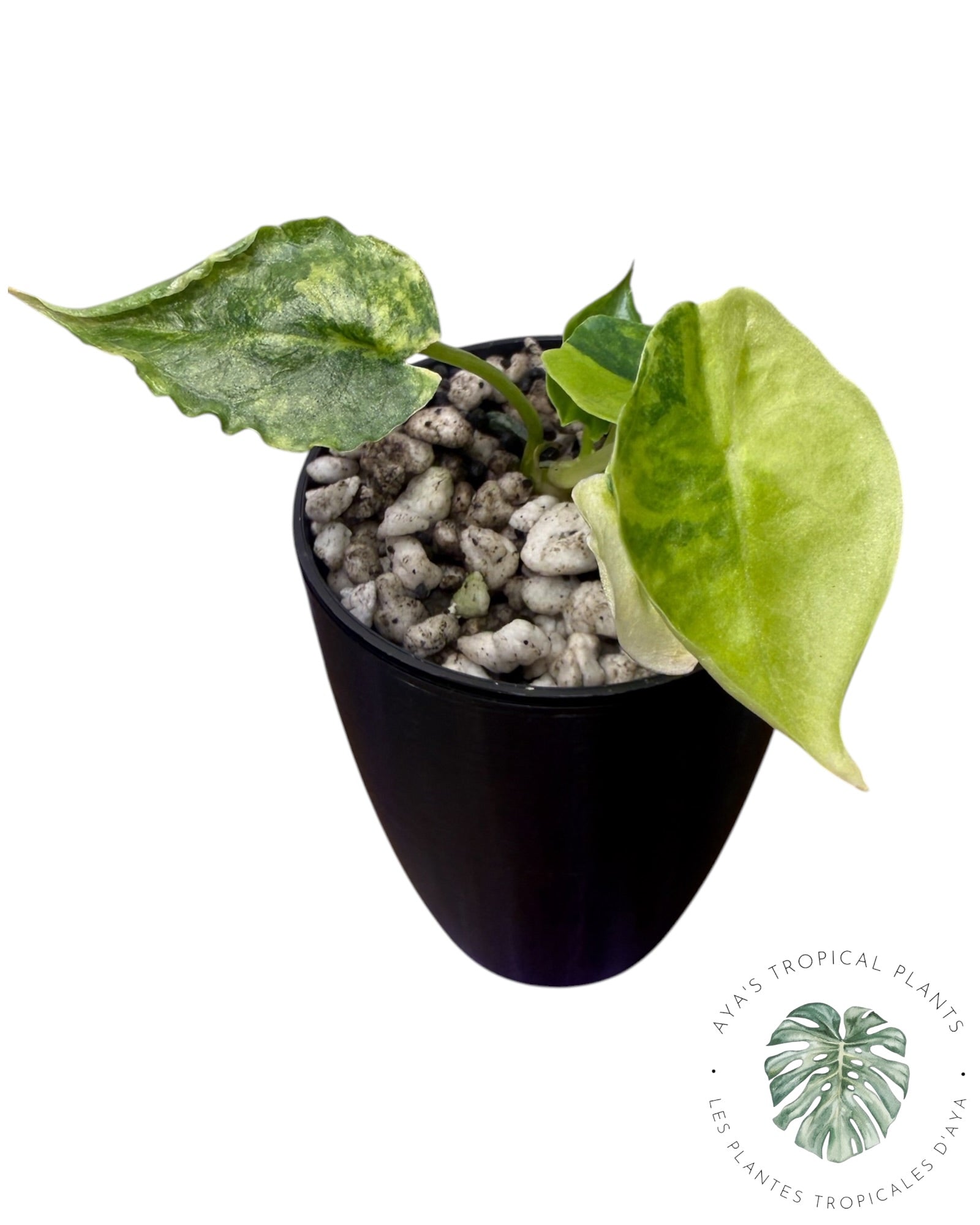 Alocasia Heterophylla "Souffle de Dragon" Aurea Panaché