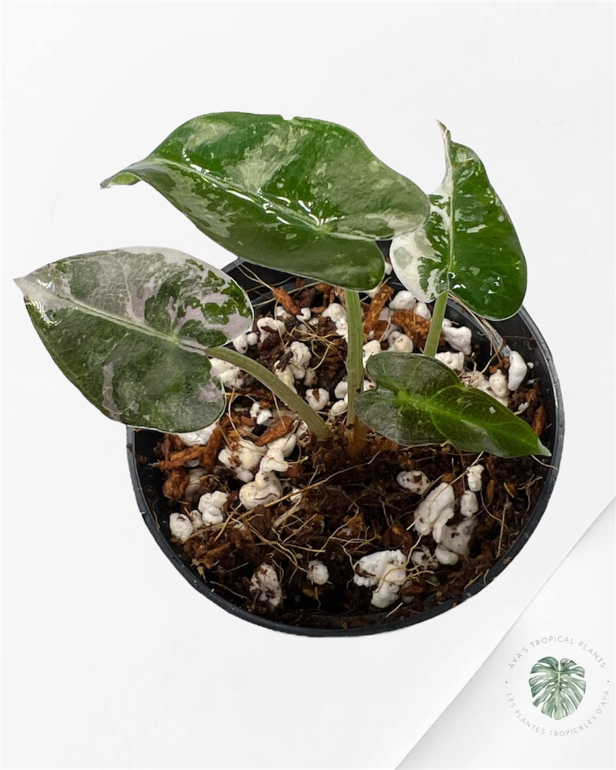 Alocasia Bambino Variegated (pink) - P28