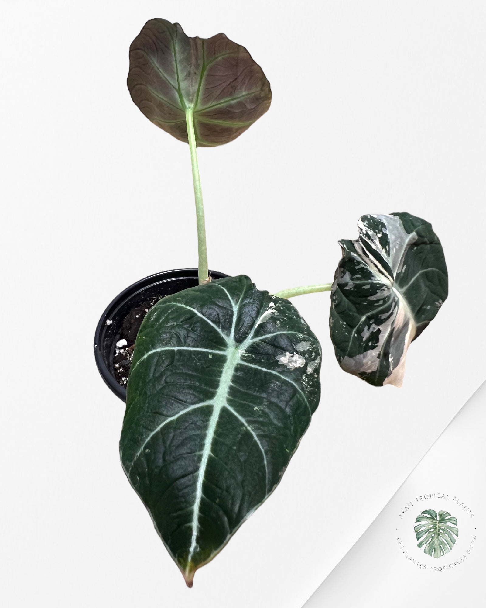 Alocasia Black Velvet Pink-D