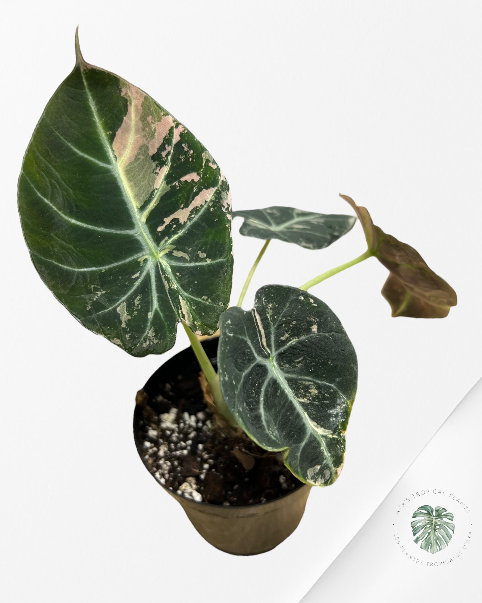 Alocasia Black Velvet Rose-E