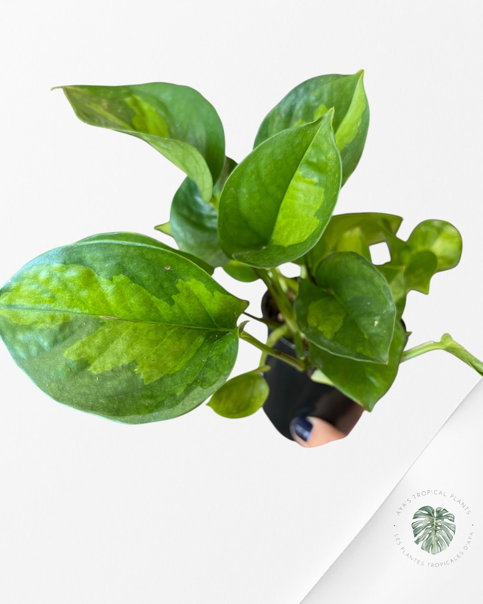 Global Green Pothos B