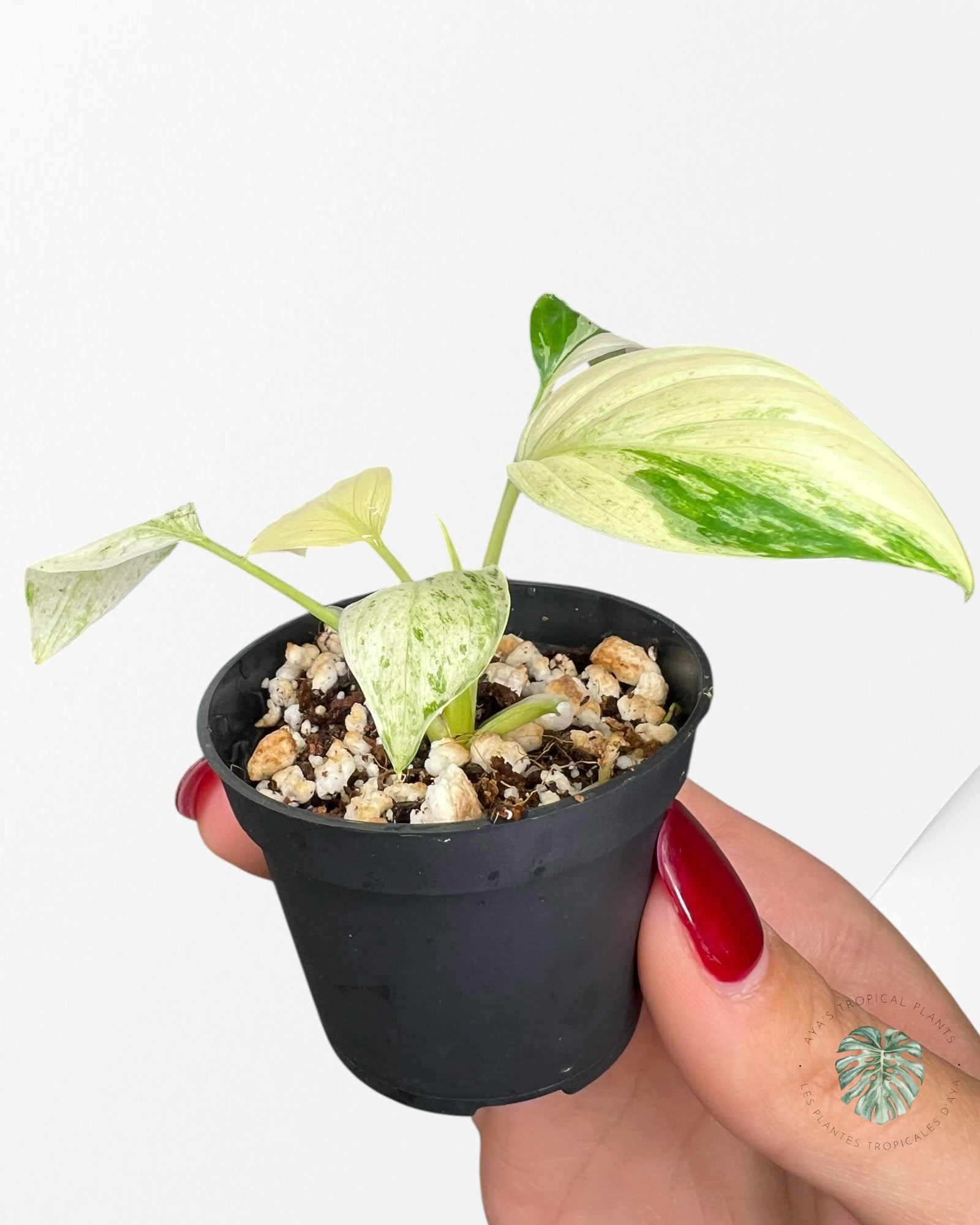 Homalomena rubescens "Albo" variegated  - LF