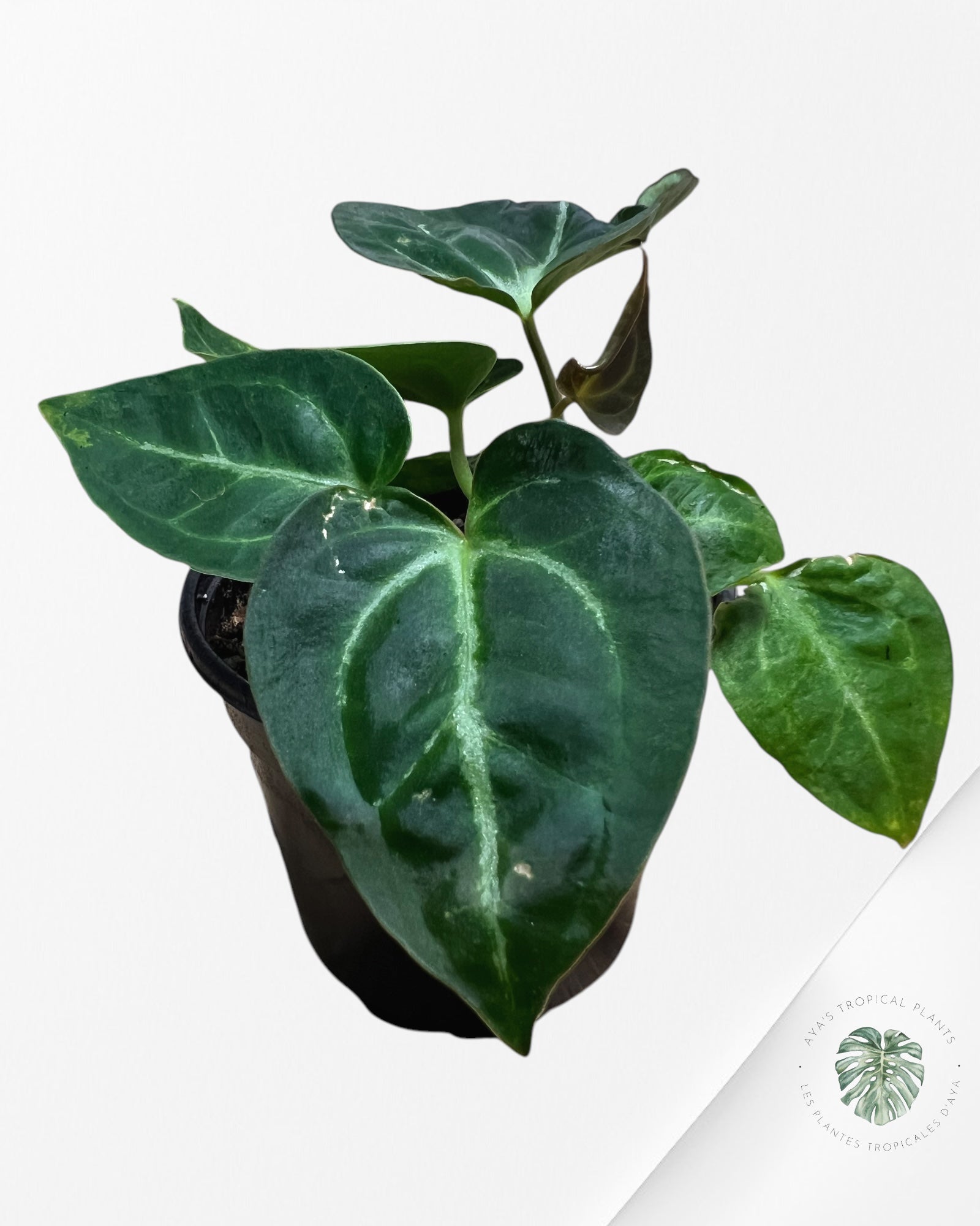 Anthurium Papi *Moira x Velvet* - 1902