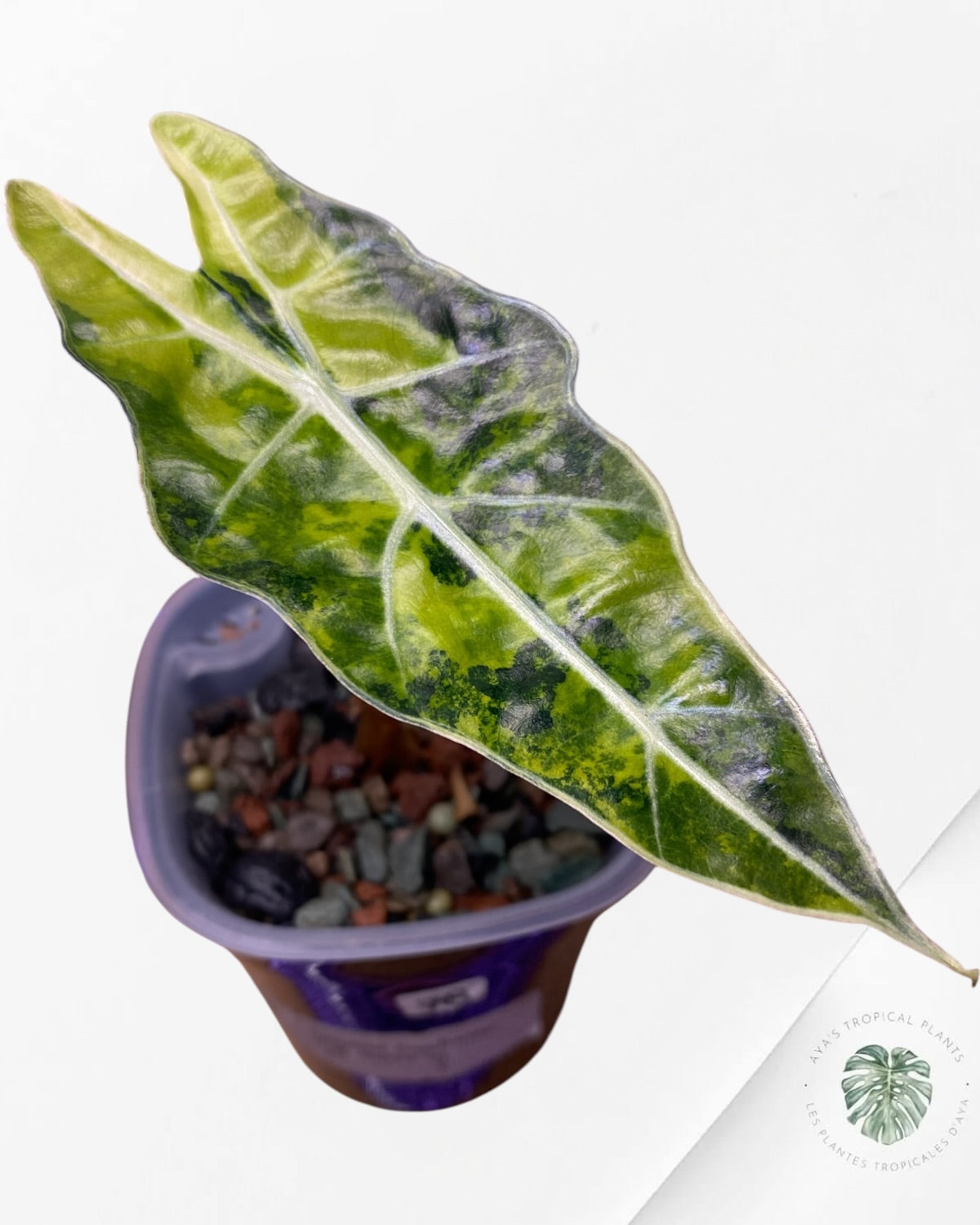 Alocasia Sanderiana ‘Bull’ Aurea Variegated