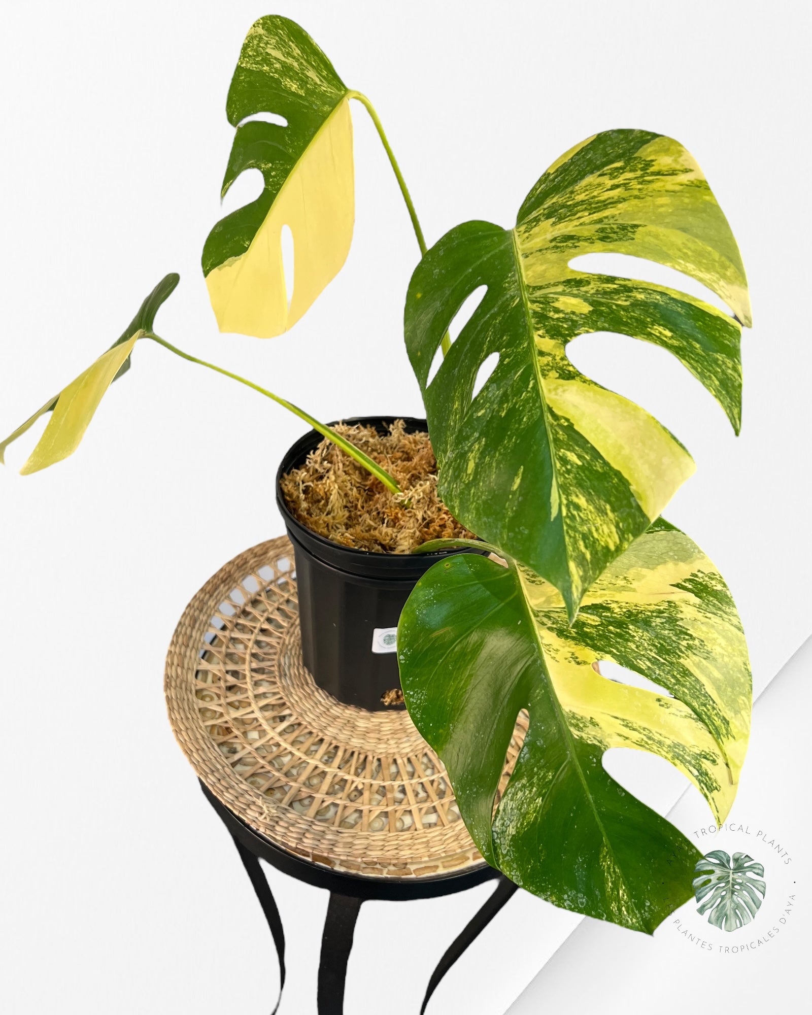 Monstera Aurea -JA2