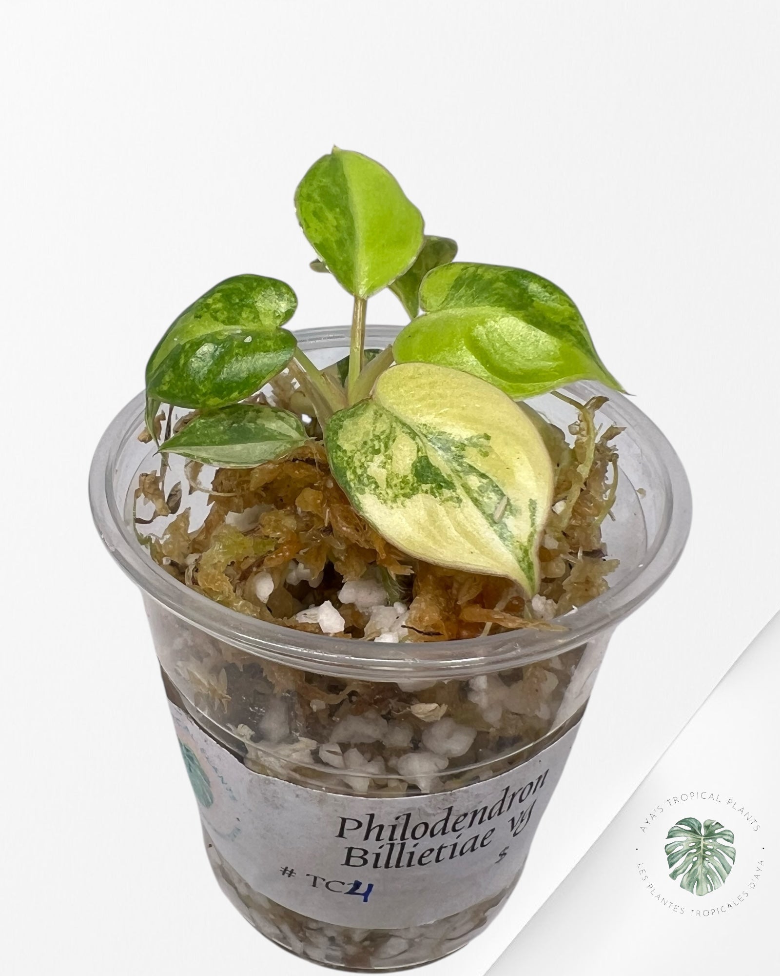 Philodendron Billietiae Variegated - TC4