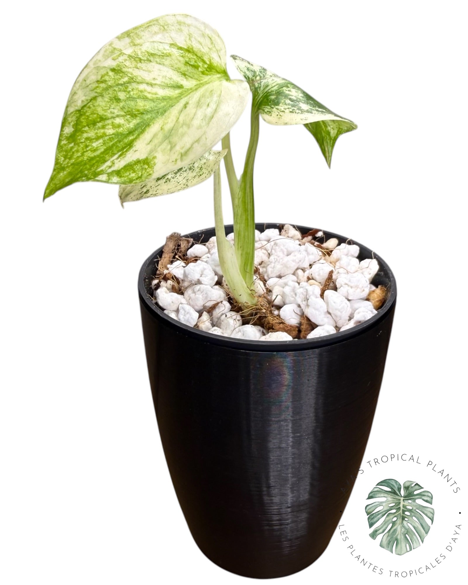 Monstera Deliciosa “Starlight”