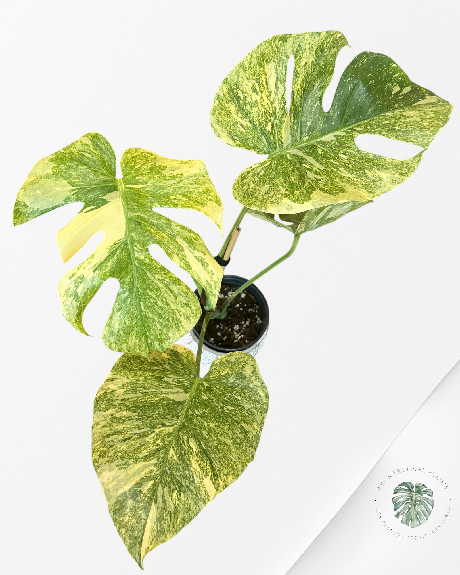Monstera Legacy - 01