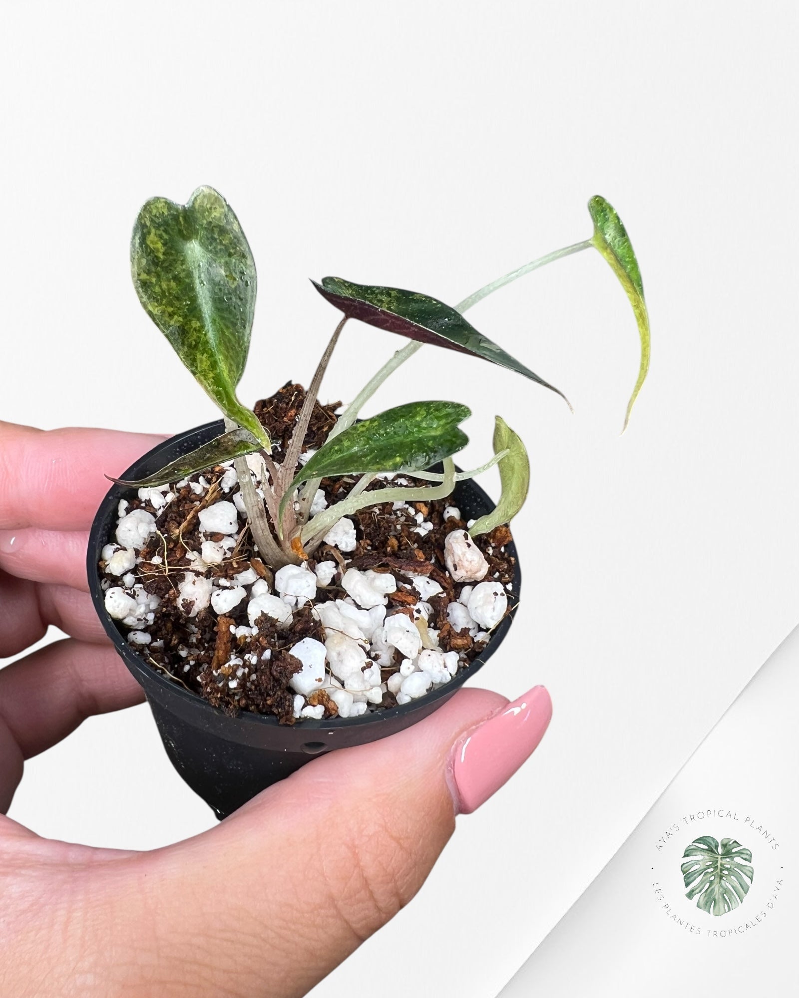 Alocasia Bambino Variegated (Aurea) - TC14