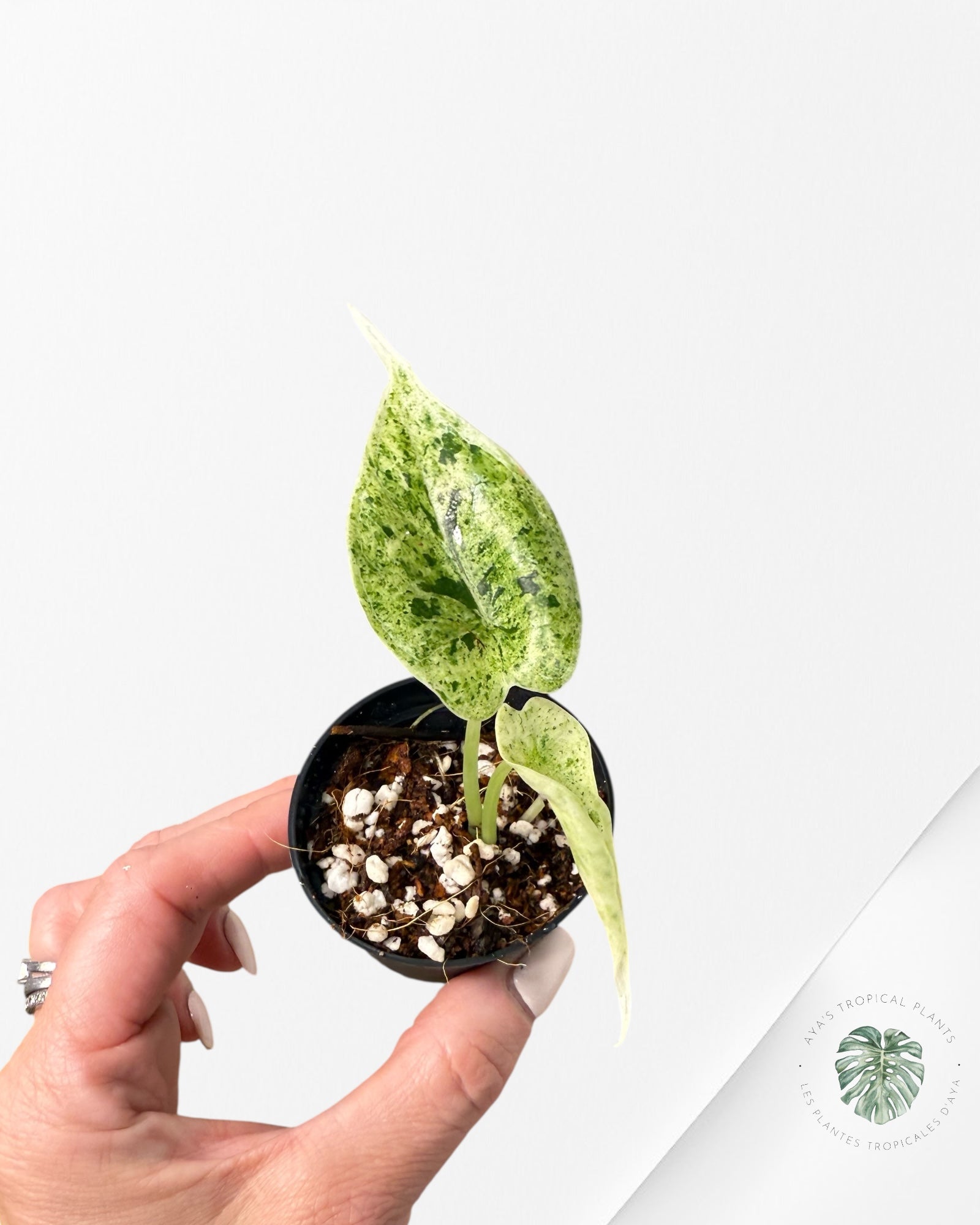 Alocasia Dragon Scale Mint -A