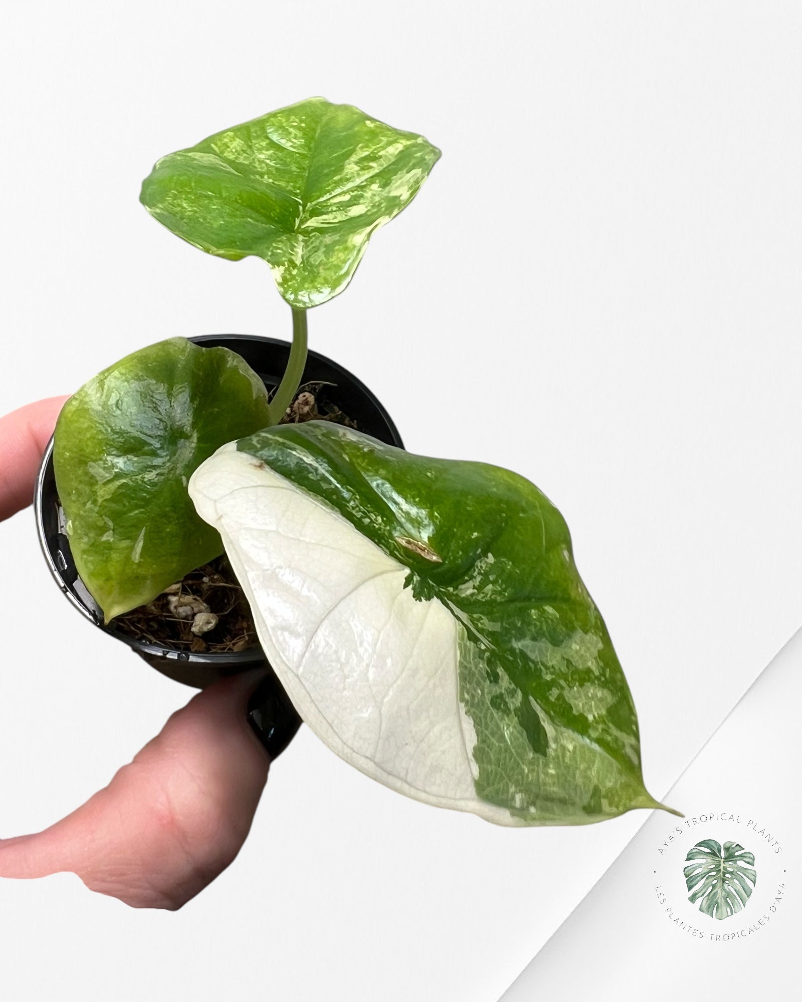 Alocasia  Alocasia Bisma sp. 'Platinum' Albo Variegated- AP