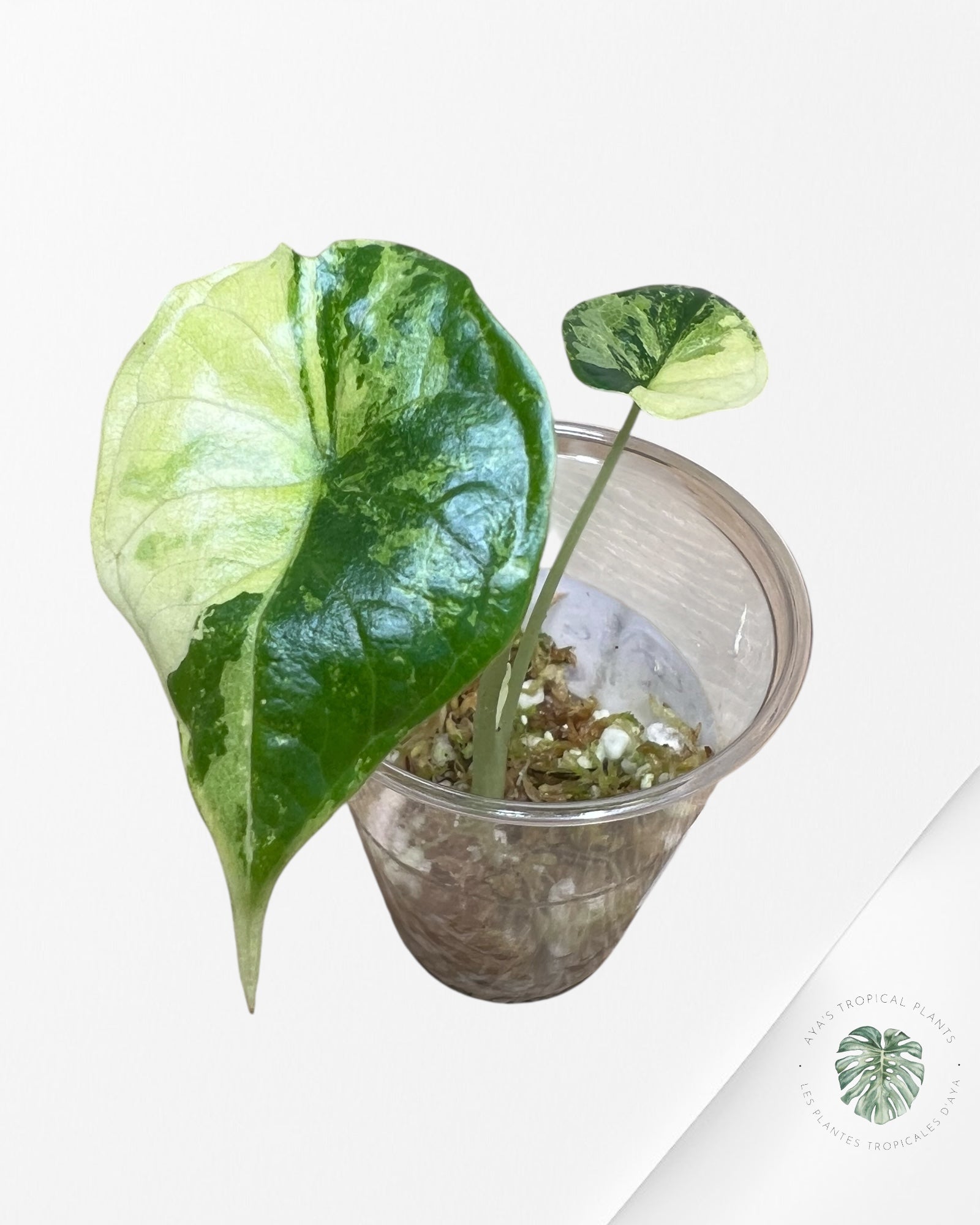 Alocasia Dragon Scale Variegated Aurea-JJ