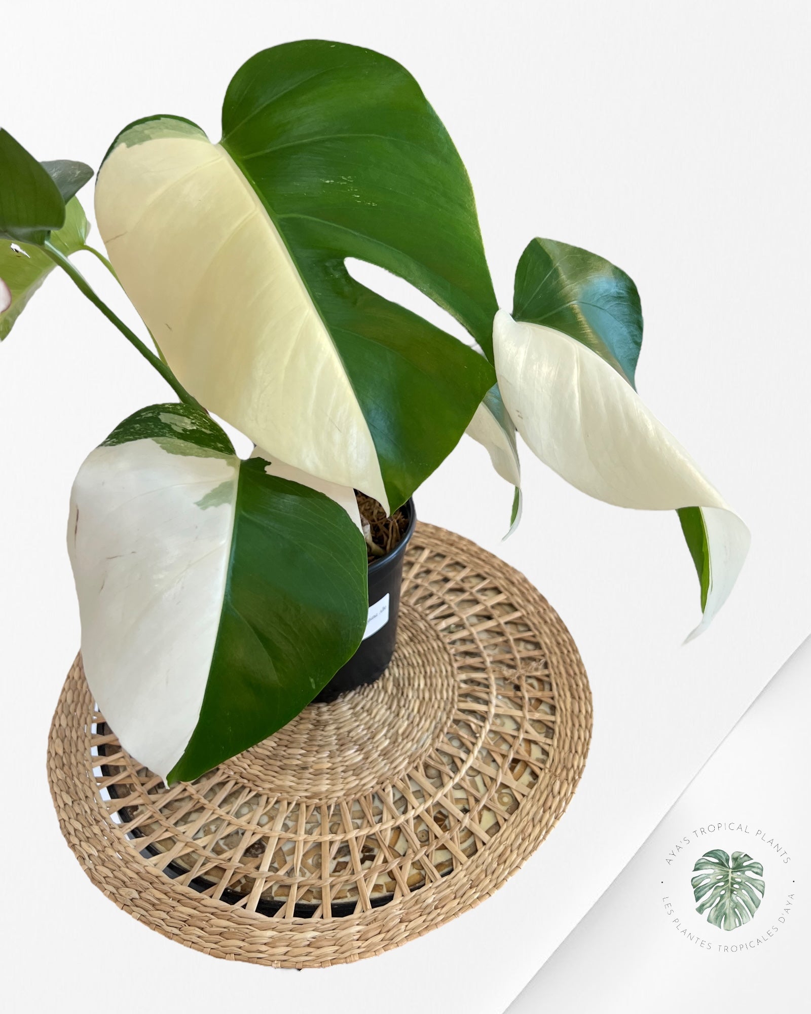 Monstera Borsigiana Albo-JA10