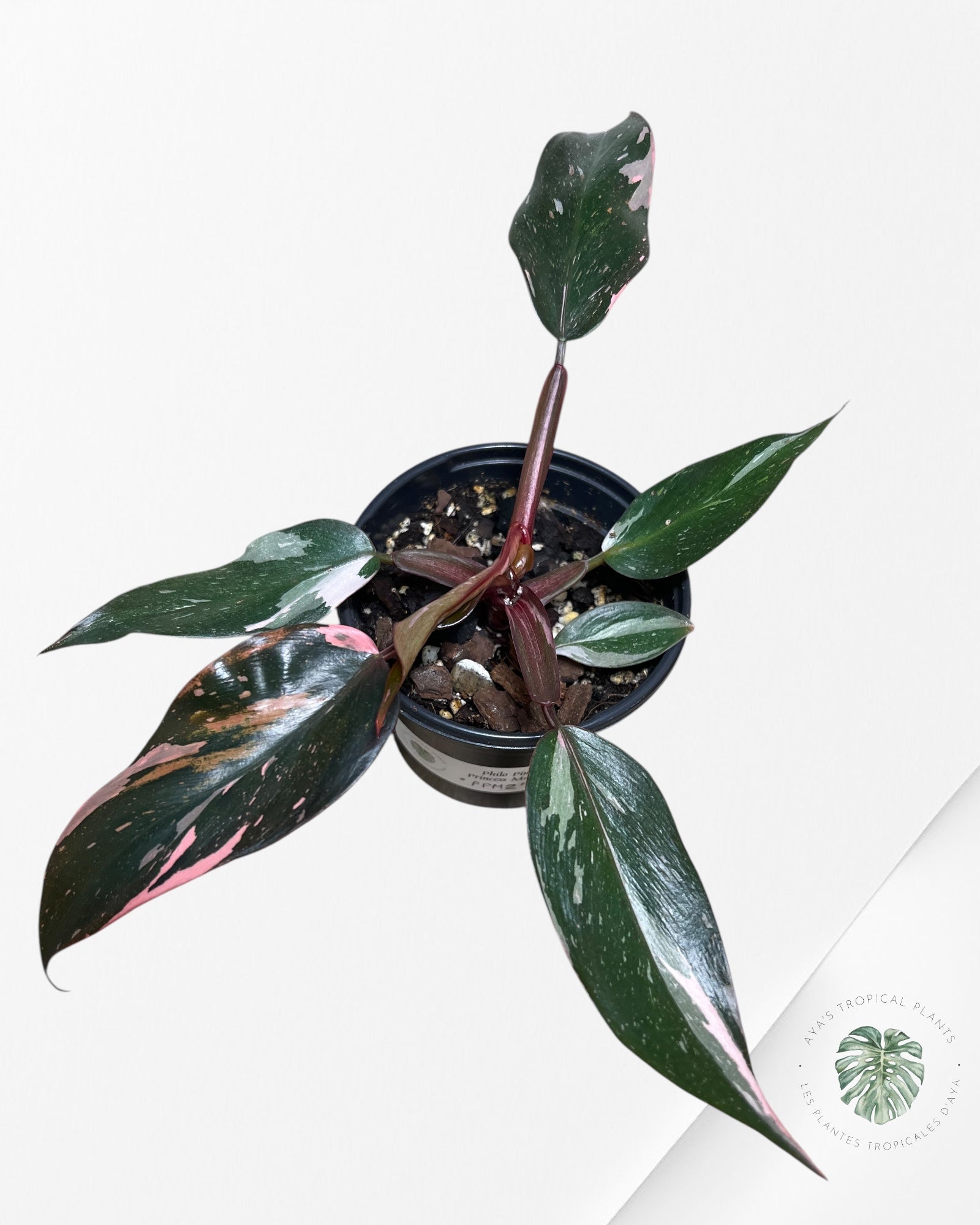 Philodendron Pink Princess Marble-PPM2