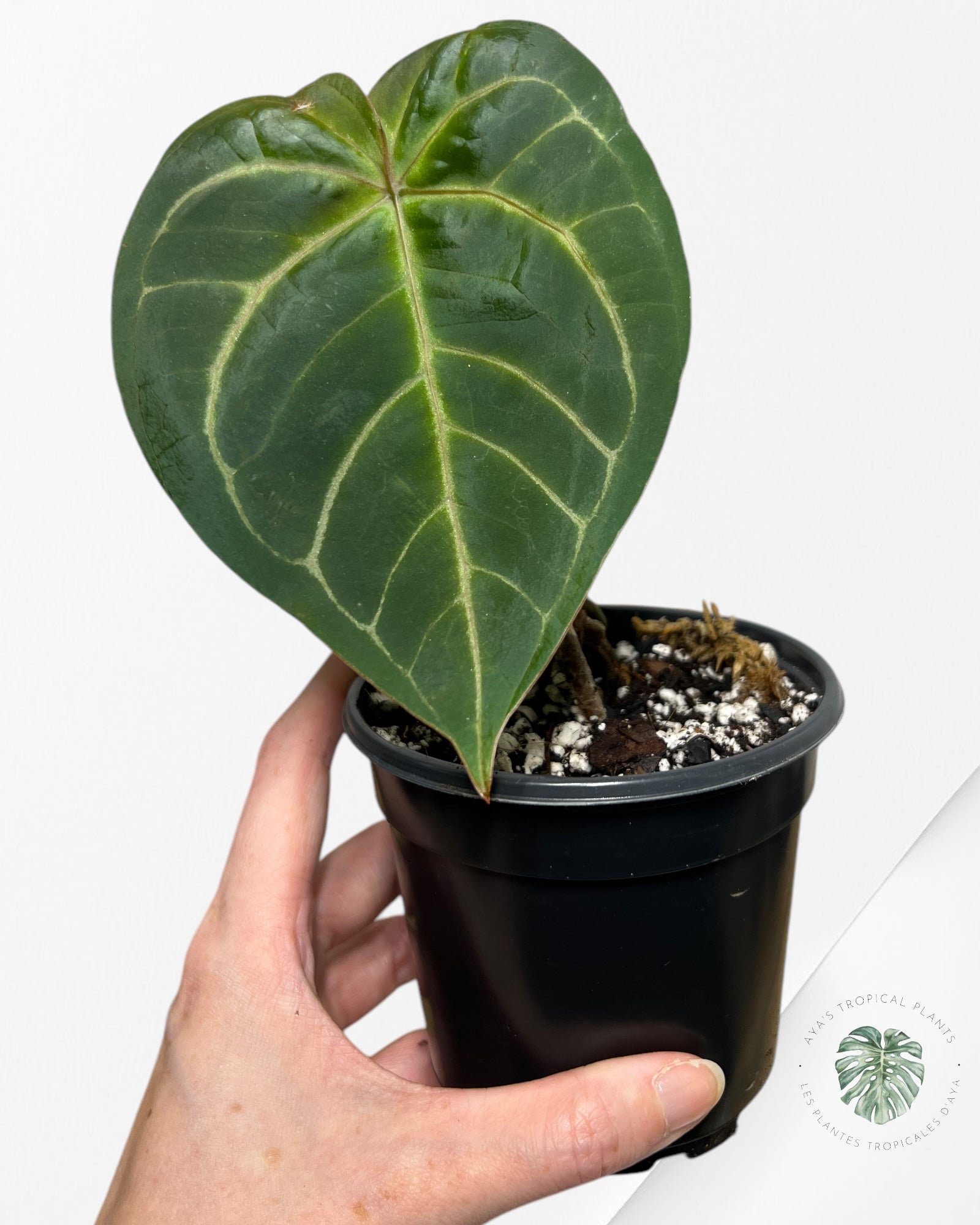 Anthurium Redman - 04