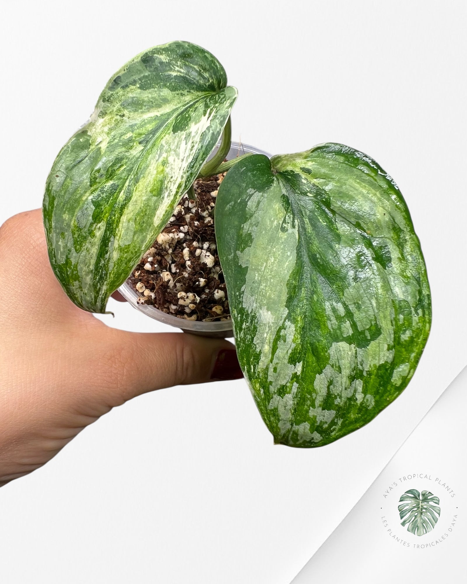 Scindapsus Exotica Tricolore - SET1
