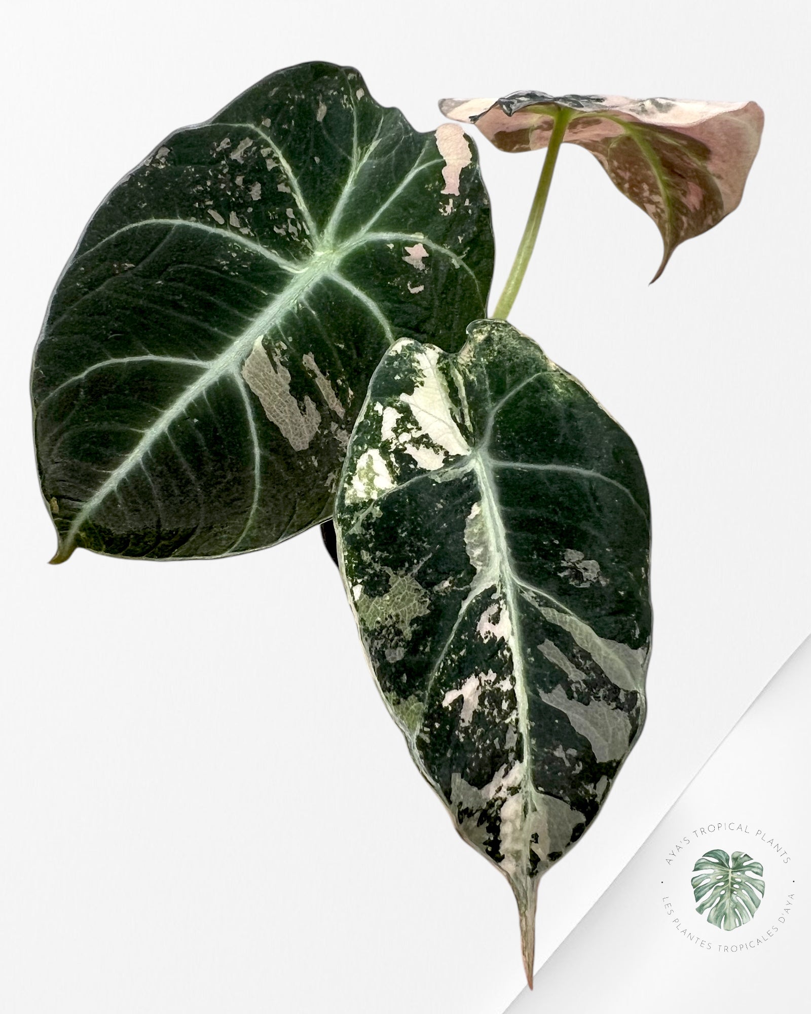 Alocasia Black Velvet Pink-F