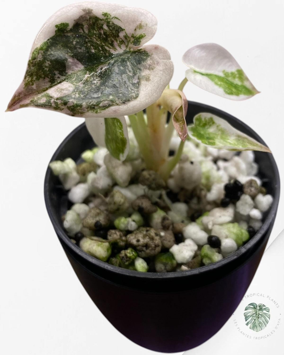 Alocasia Cuprea Pink Albo Variegated