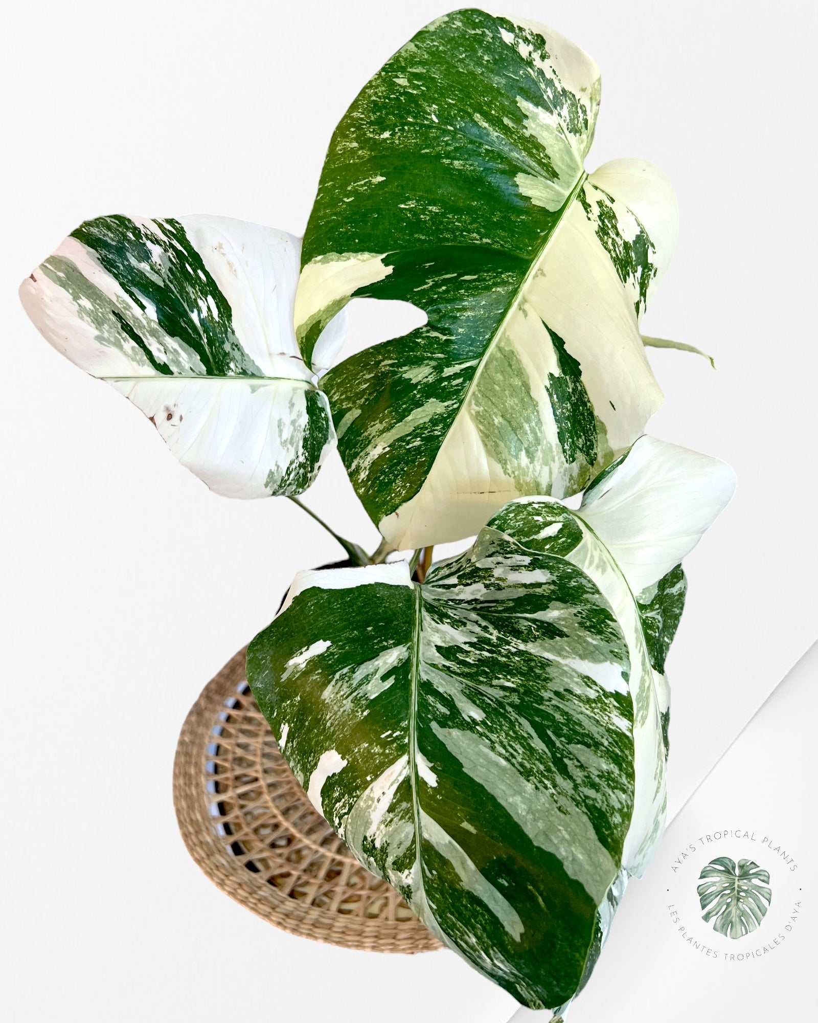 Monstera Borsigiana Albo-JA8