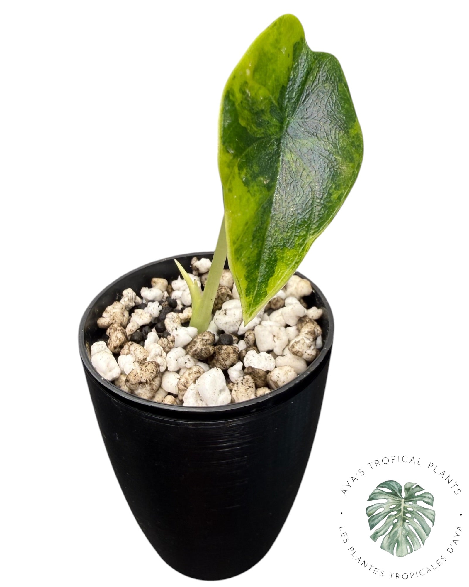 Alocasia Melo Aurea long form