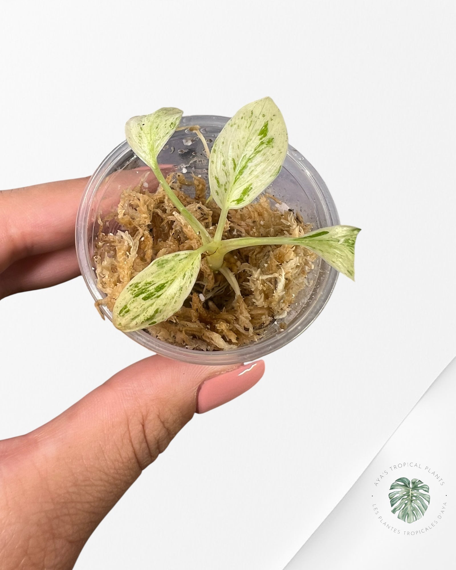 Homalomena rubescens "Mint" variegated  - TC10