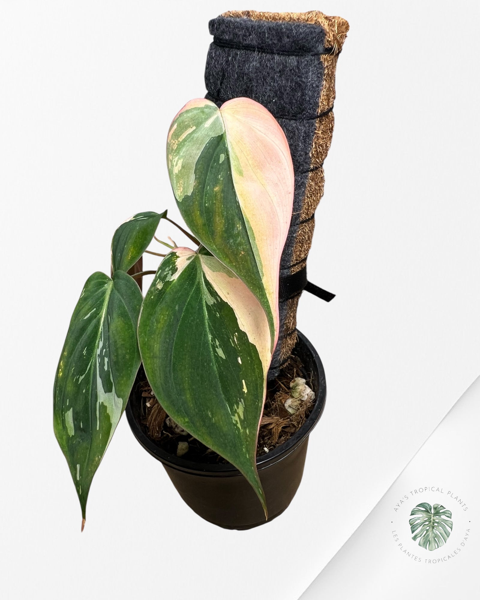 Philodendron Pink Micans variegated - F1