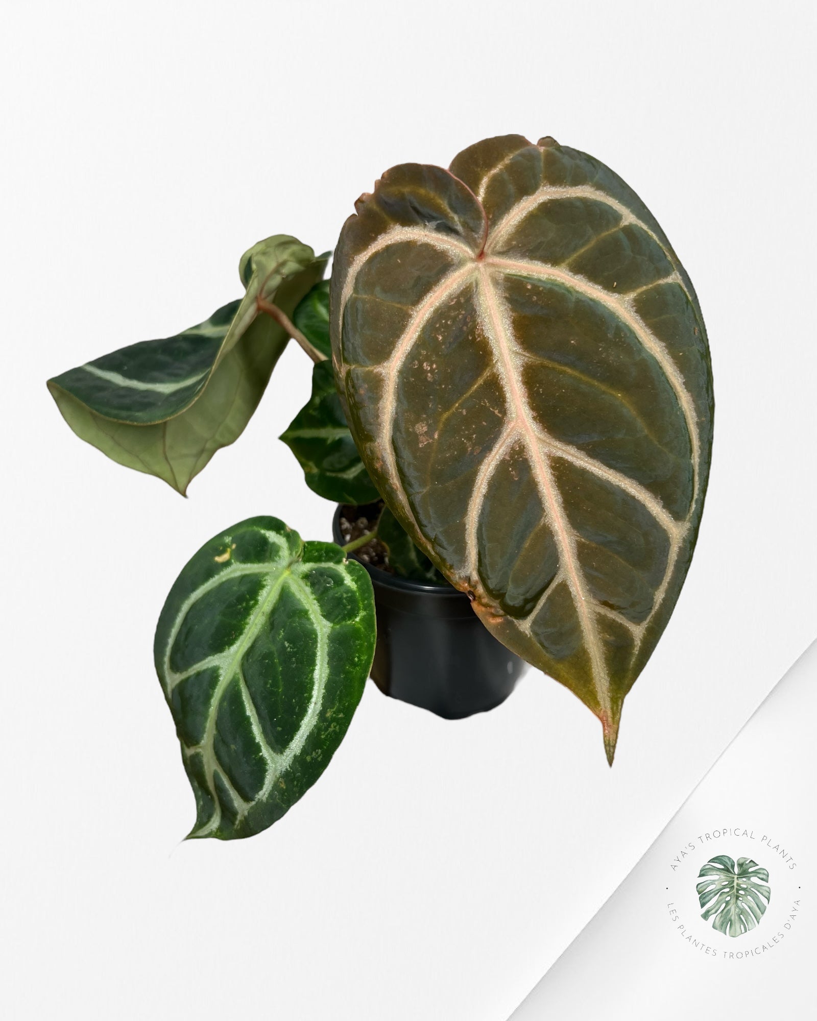 Anthurium Michelle - SA6