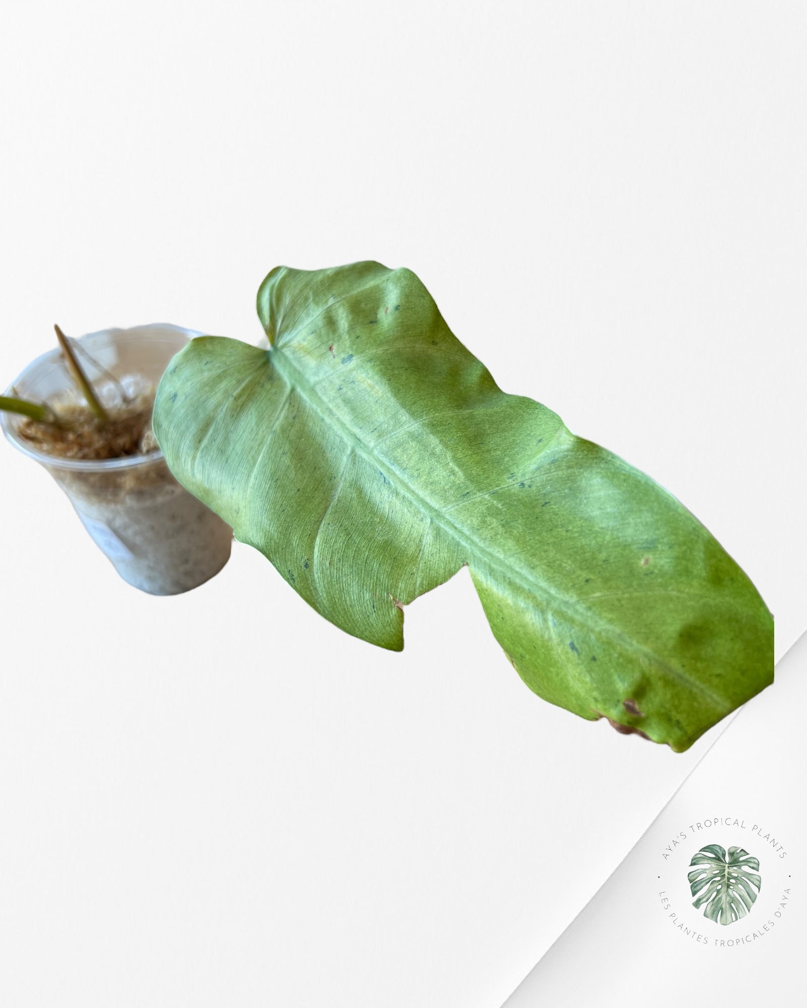 Philodendron whipple way Variagated-F