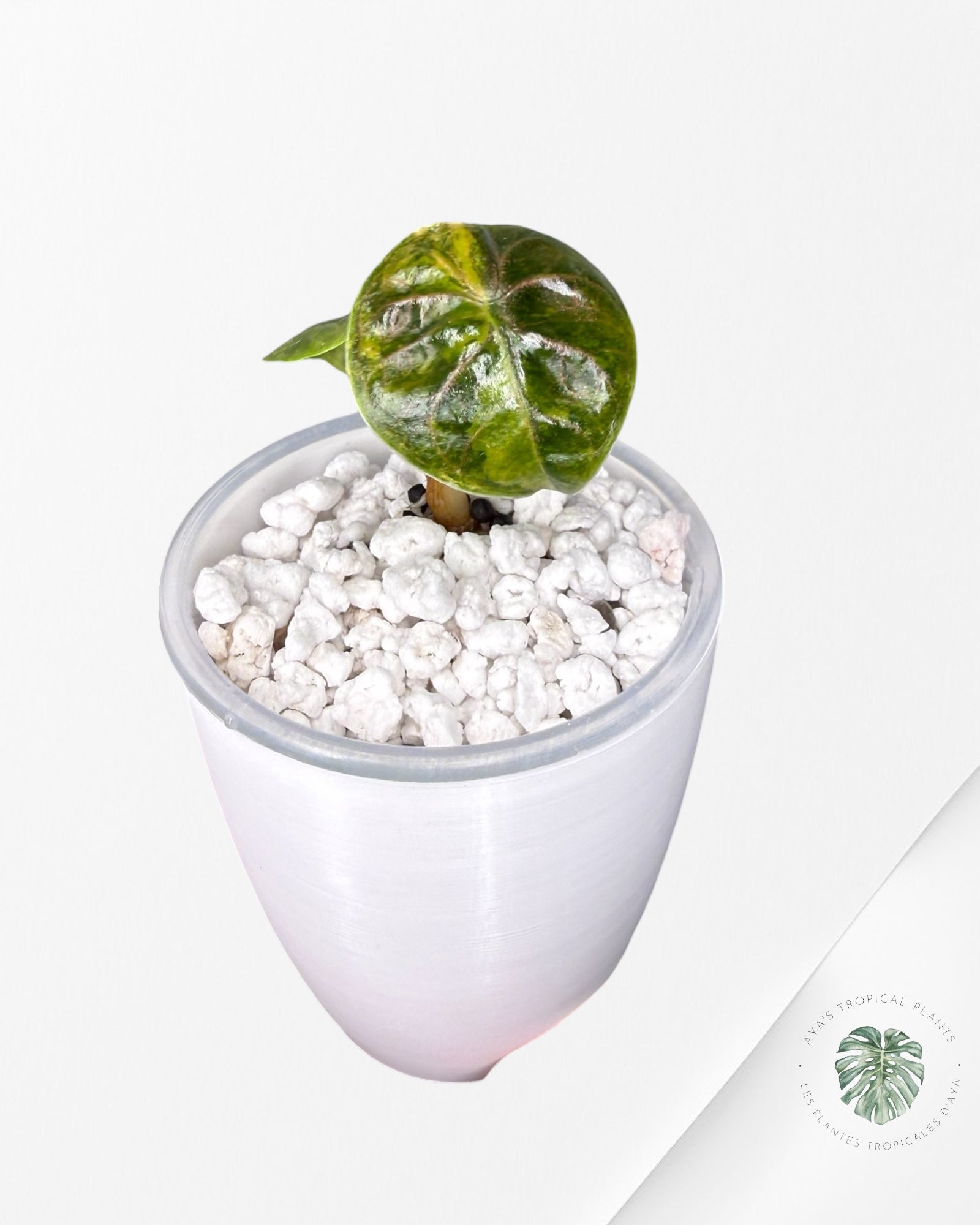 Alocasia Azlanii Aurea 