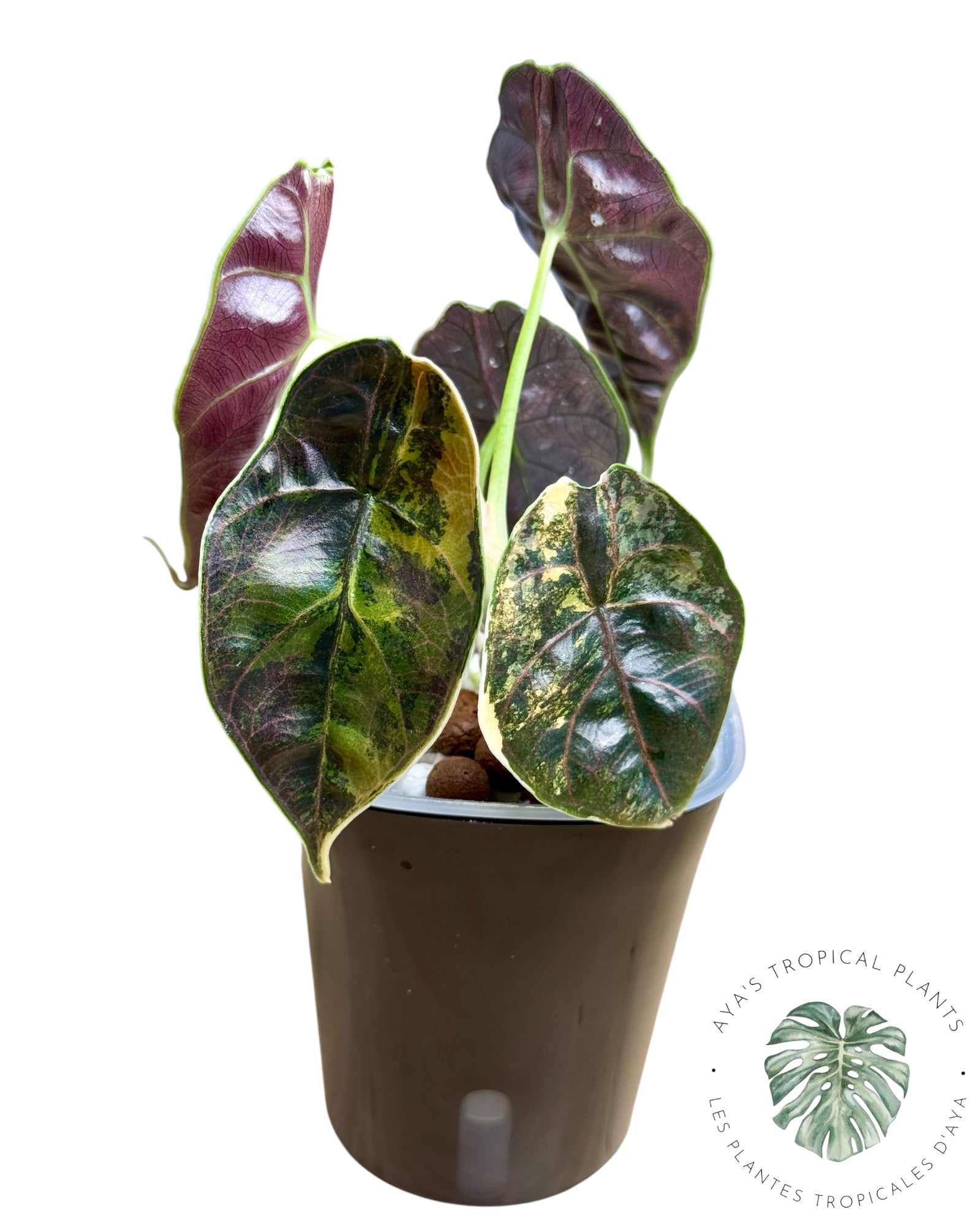 Alocasia Azlanii Aurea panaché